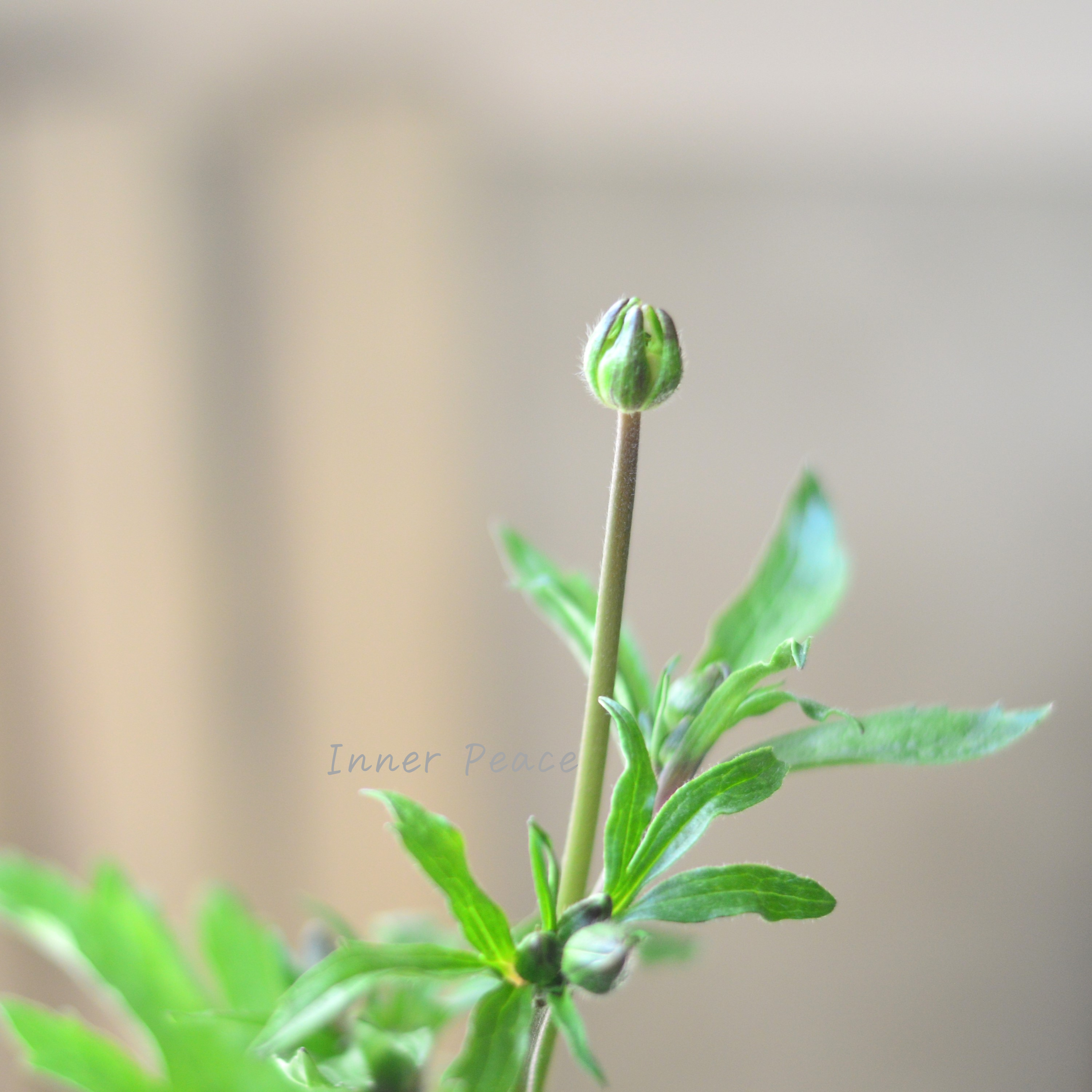 【美しい】 ラナンキュラス・ラックス 『アイオリア』 3.5寸POT