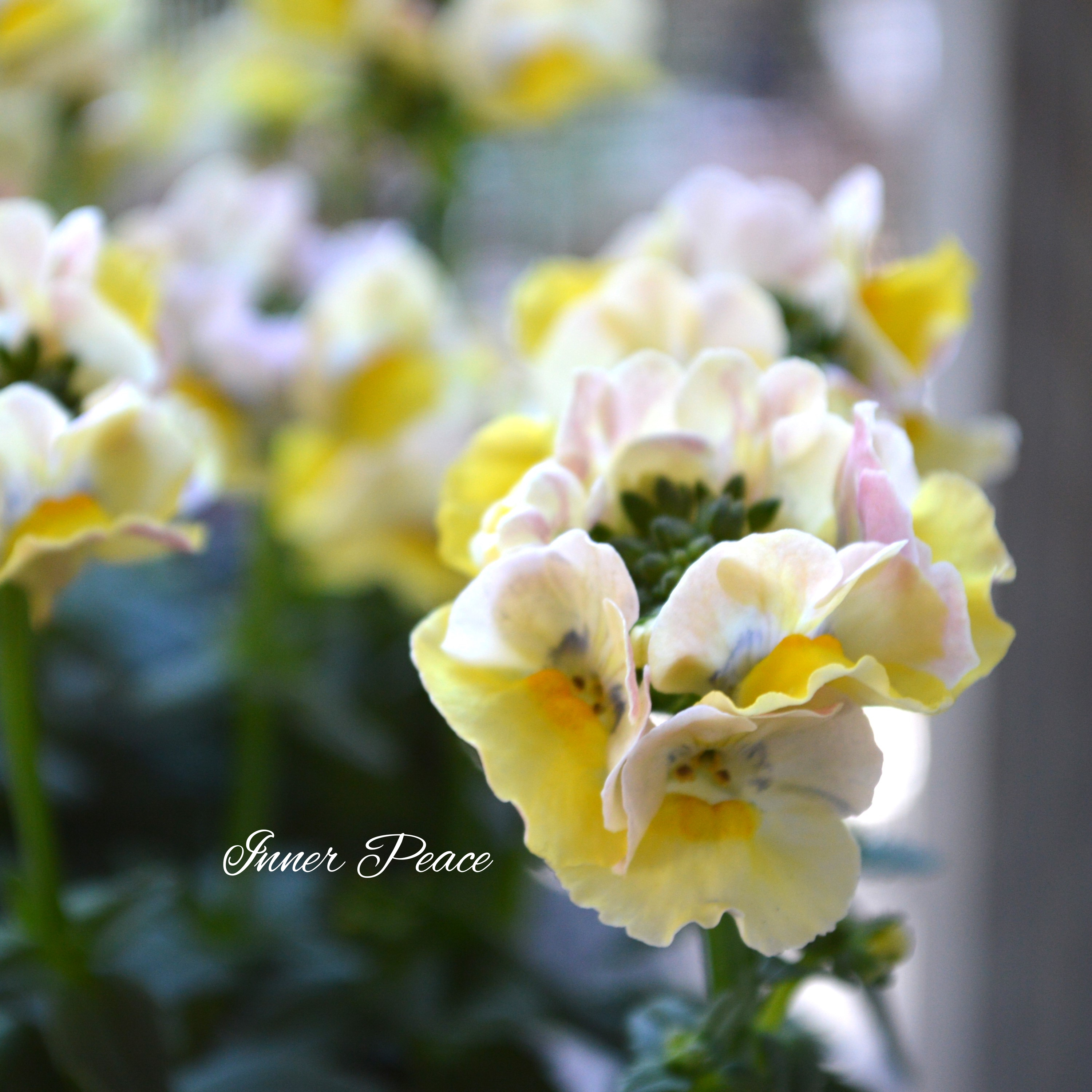 【ゲブラさん】 ネメシア・メーテル 『ターメリック』 3.5寸POT