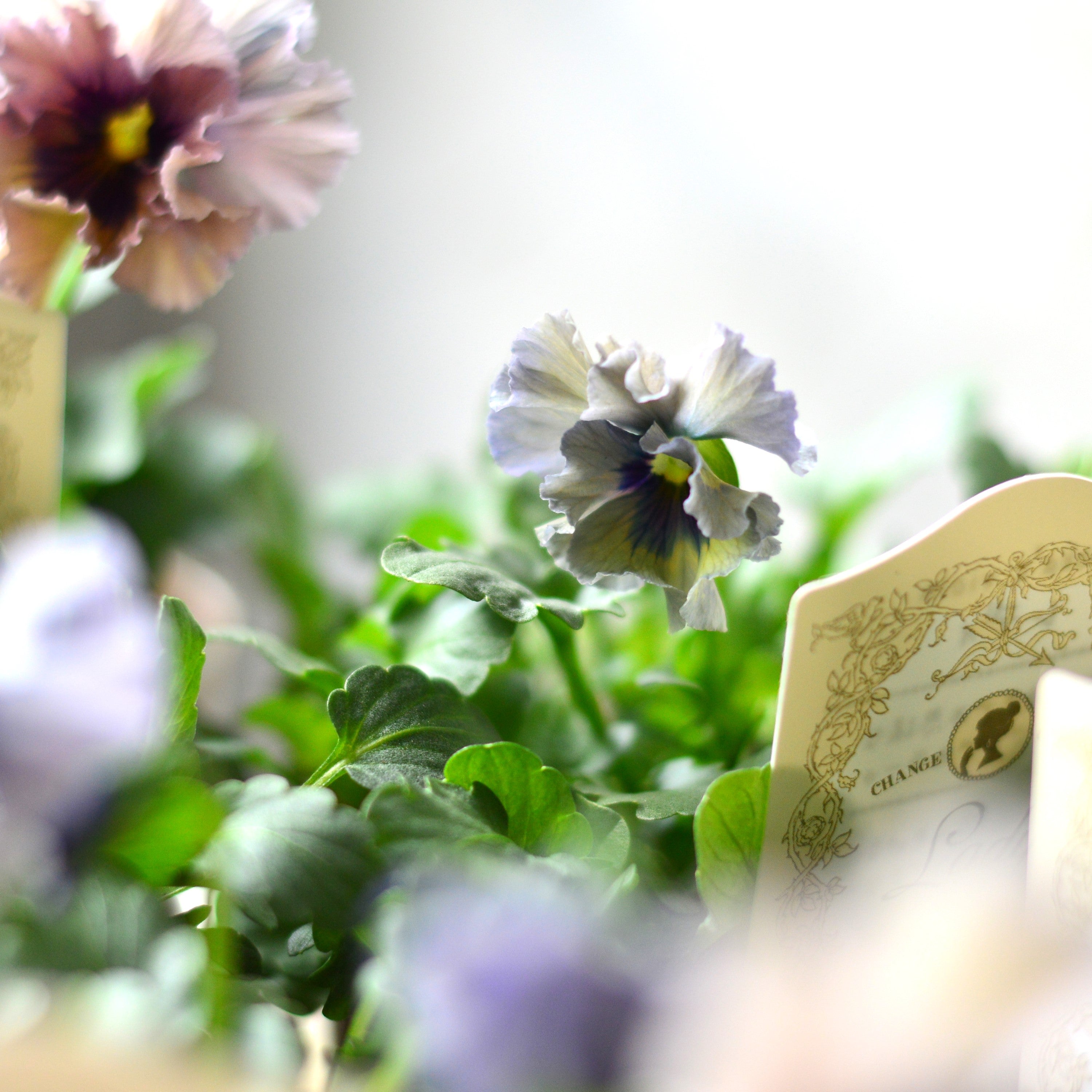 【希少】 石川園芸さんビオラ 『レディ』 3寸POT