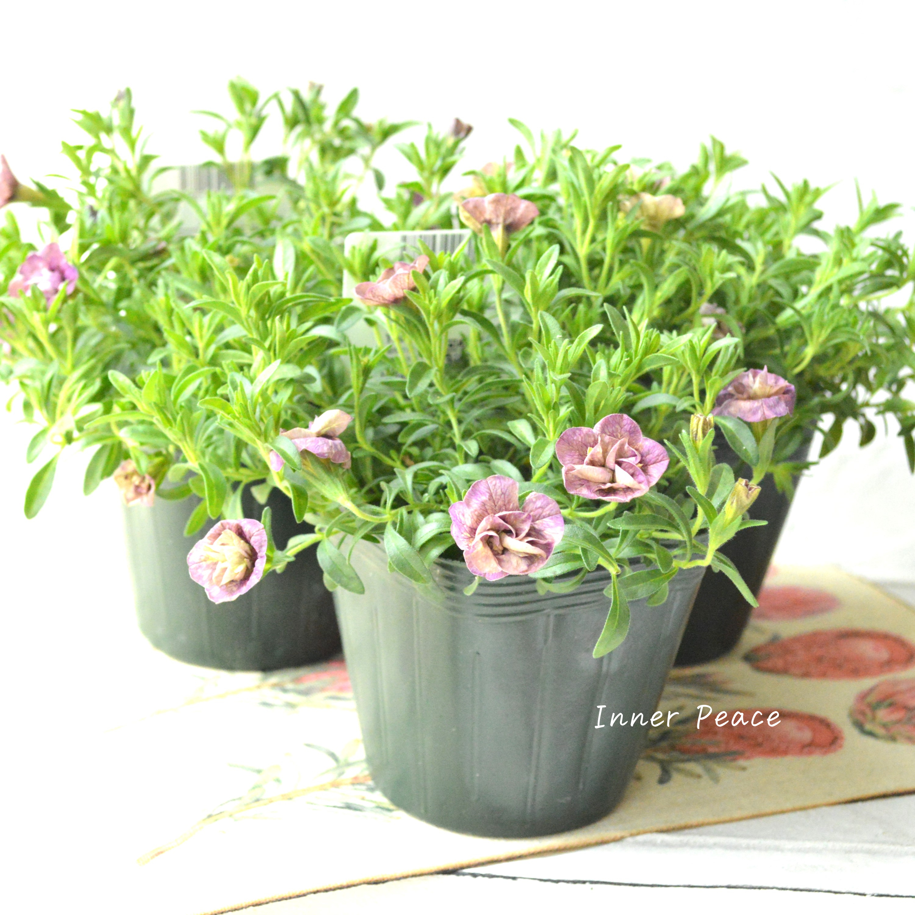 【ゲブラさん】 Sale! カリブラコア 『ブラン』 3.5寸POT