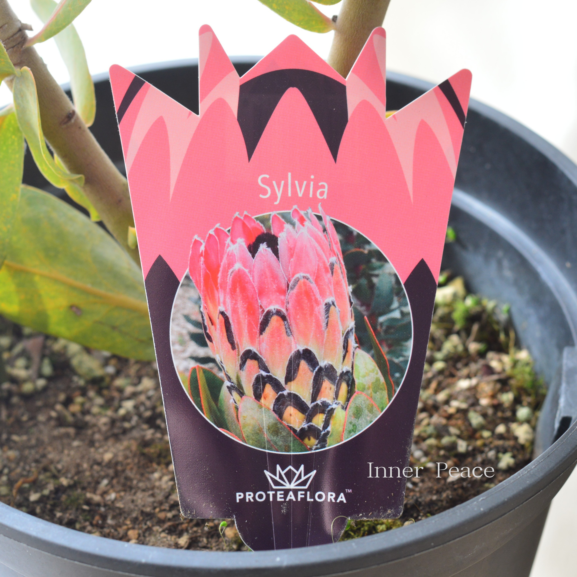 【希少】 限定1鉢! プロテア 『シルビア』 7号鉢