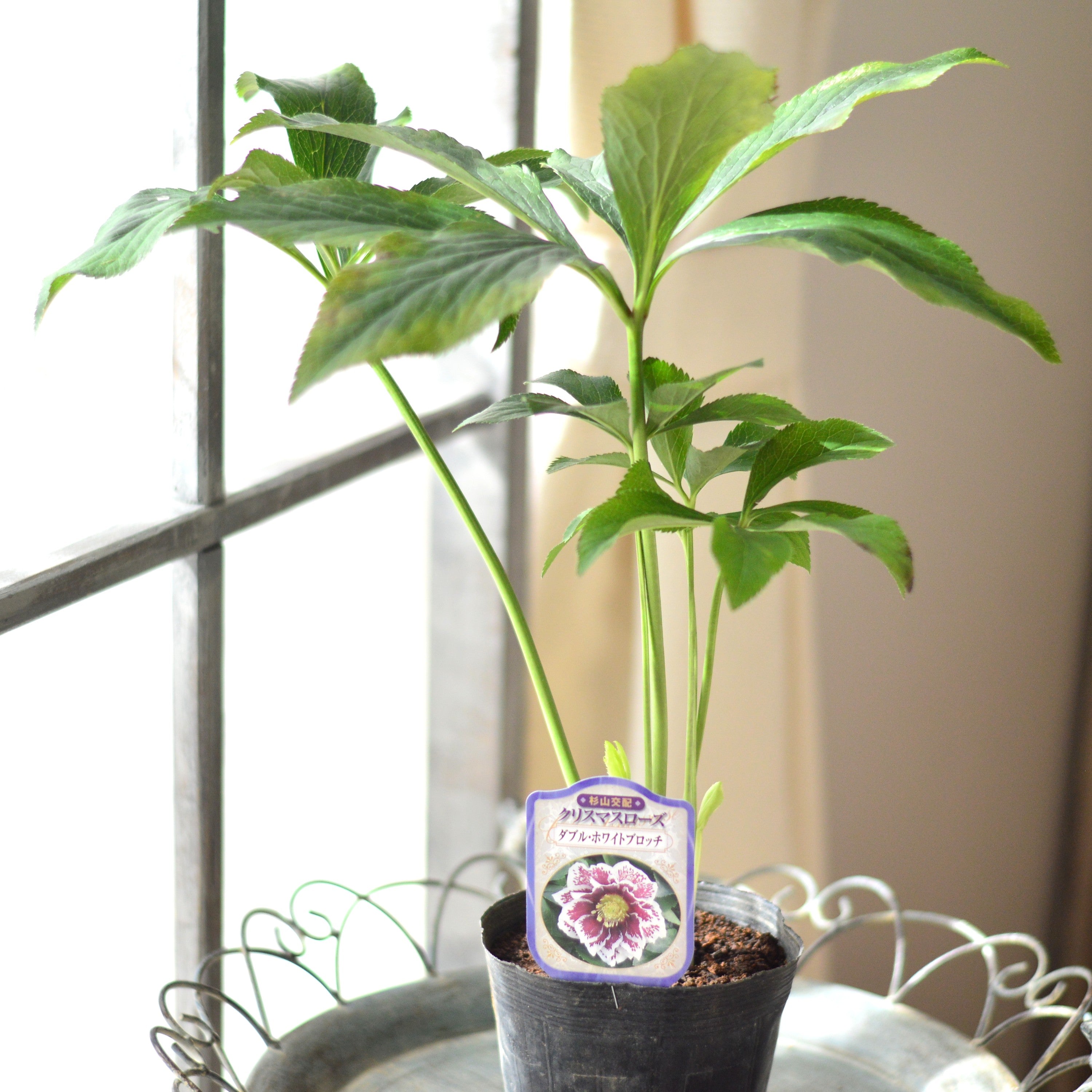 【杉光園芸さん】 クリスマスローズ 『ダブル・ホワイトブロッチ』 4寸POT