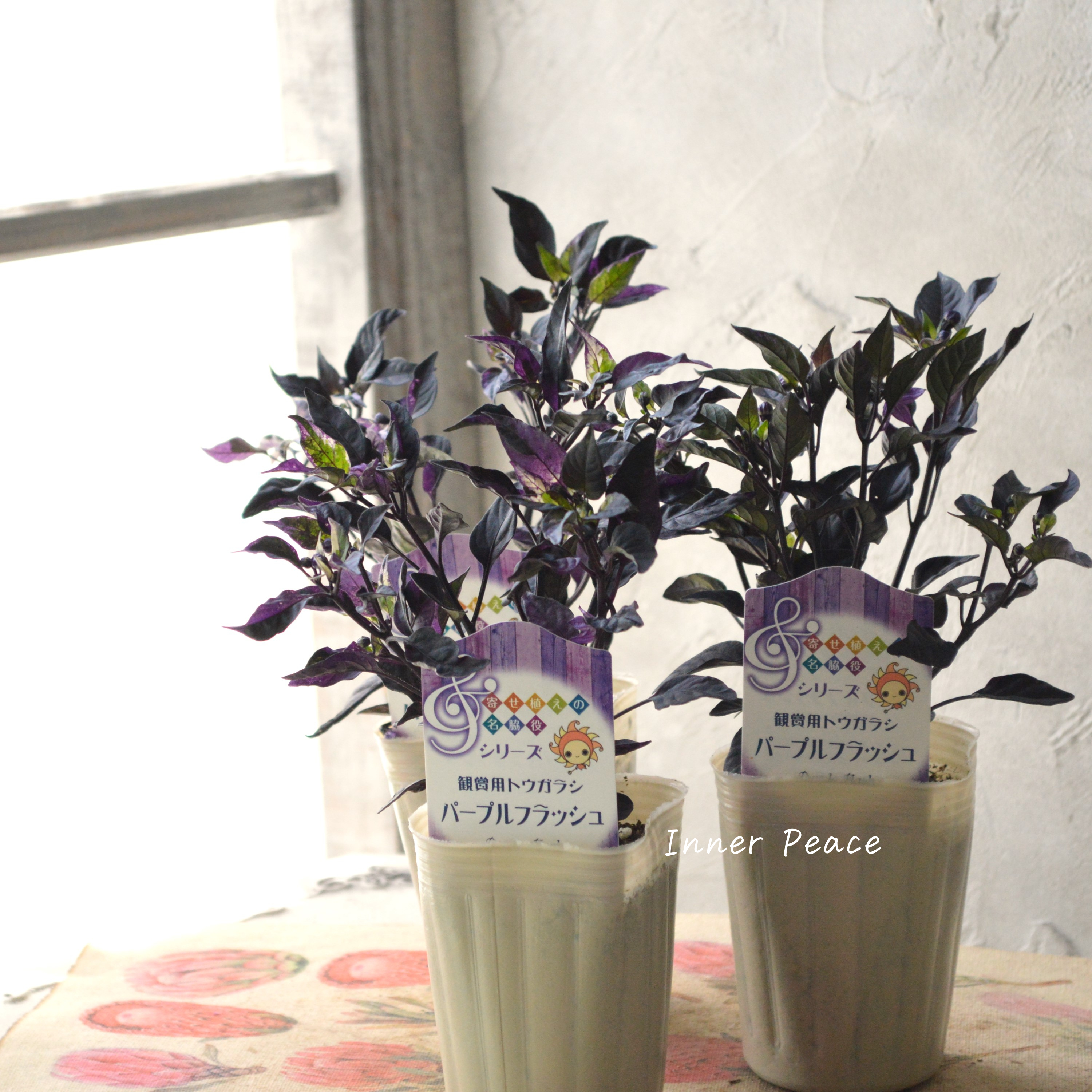 【暑さに強い】 トウガラシ 『パープルフラッシュ』 2.5~3寸POT