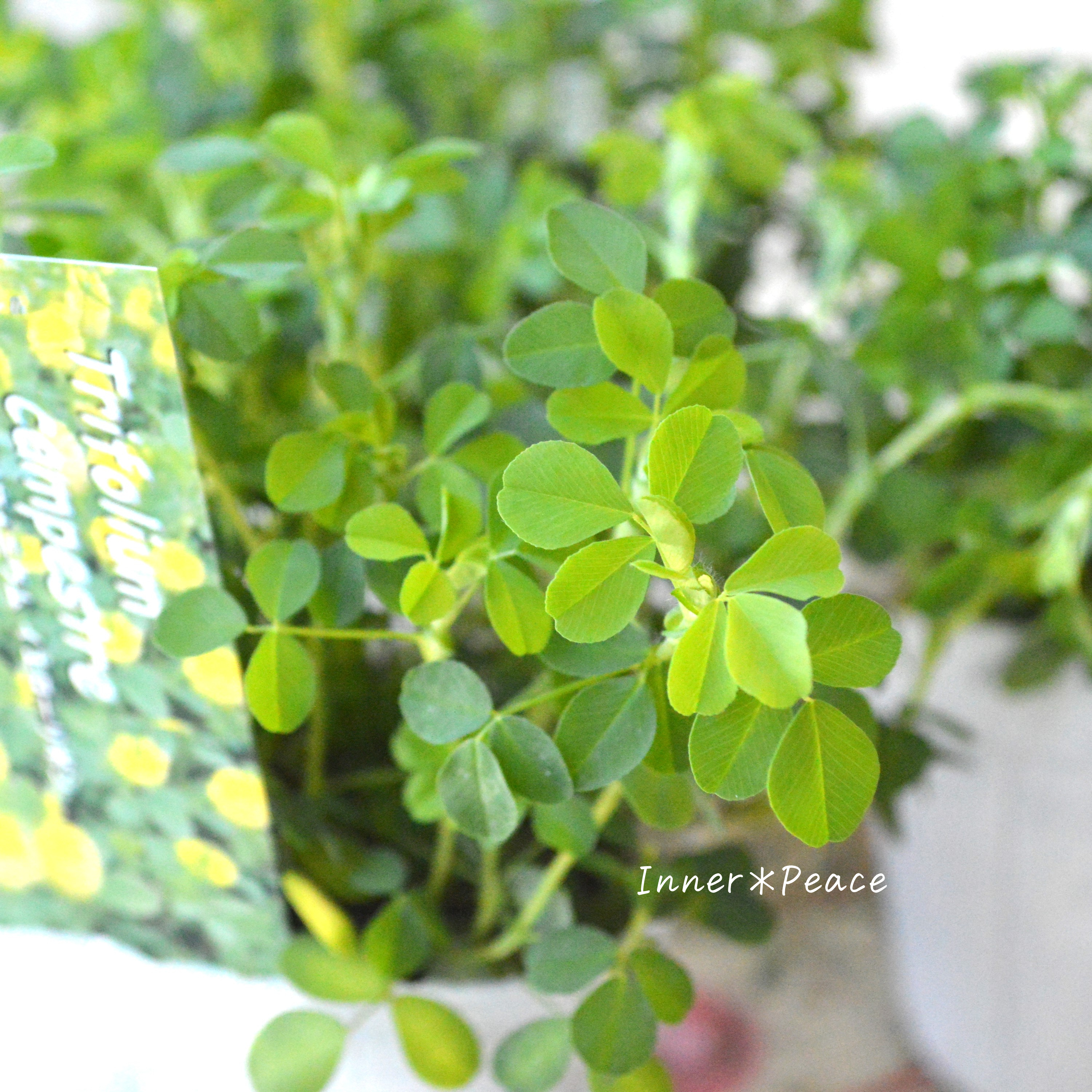 【かわいい】 トリフォニウム 『イエローリボン』 3寸POT