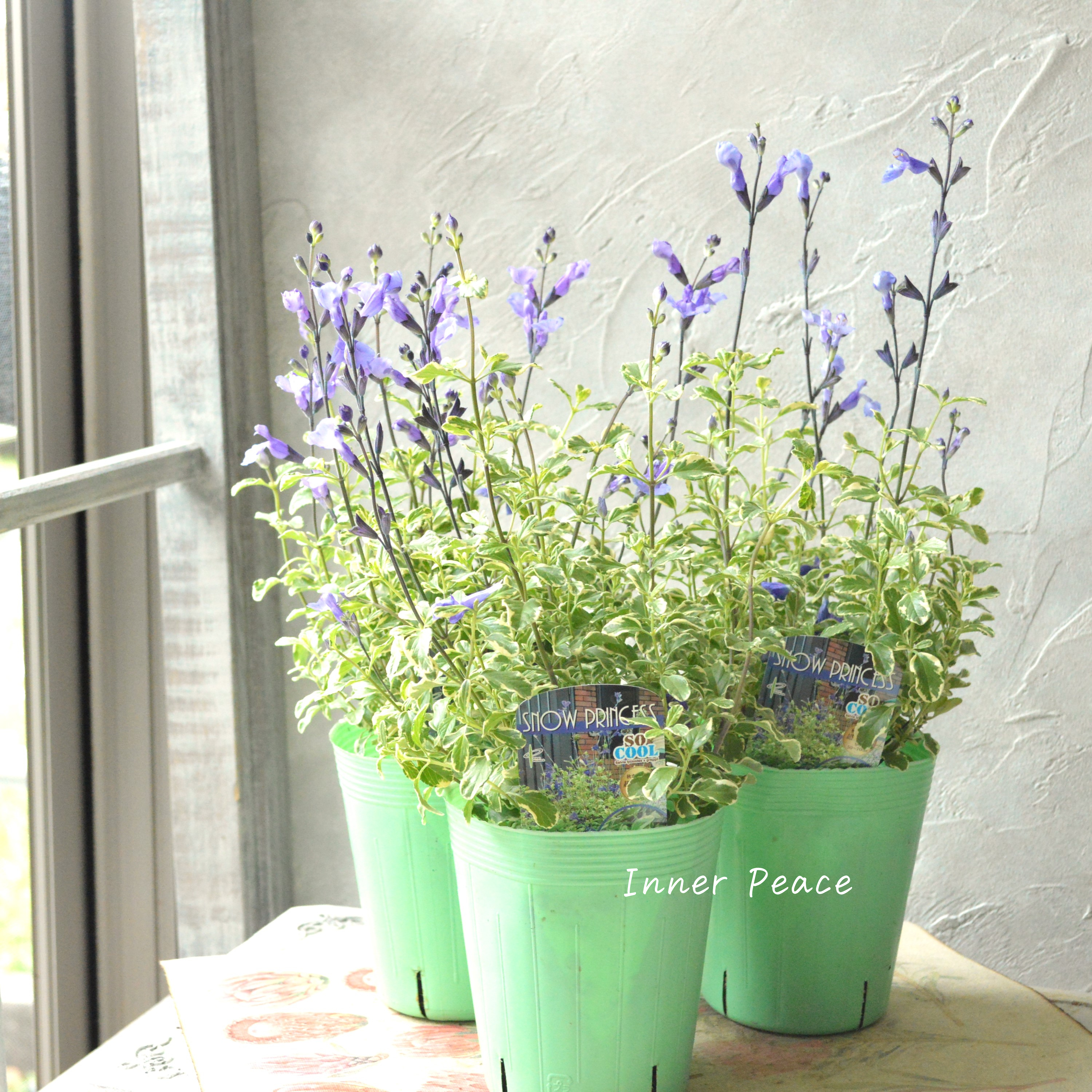 【斑入り】 サルビア 『ソークール・スノープリンセス』 3.5寸ロングPOT