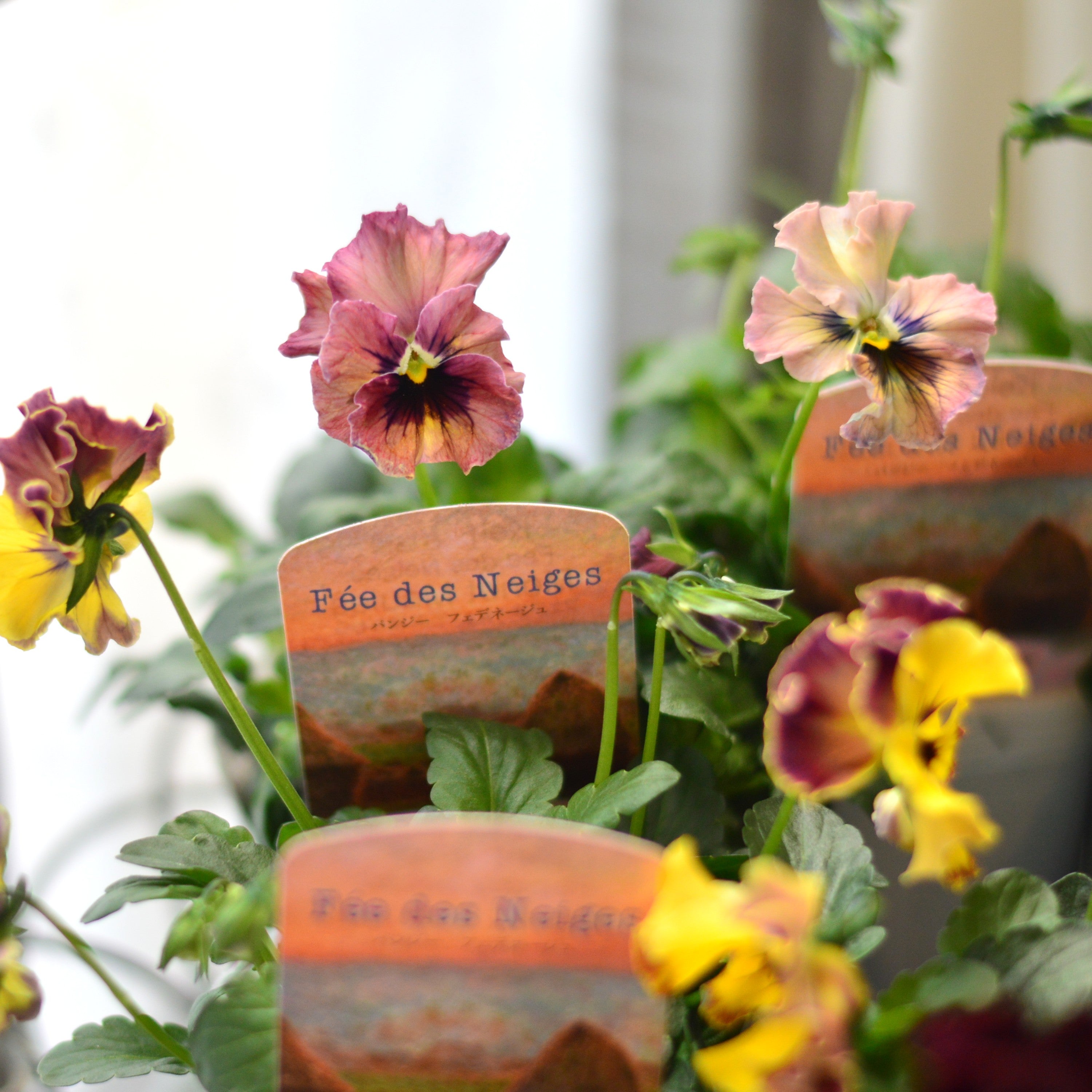 【美しい】 パンジー 『フェデネージュ・モネ 積みわら』 3.5寸POT
