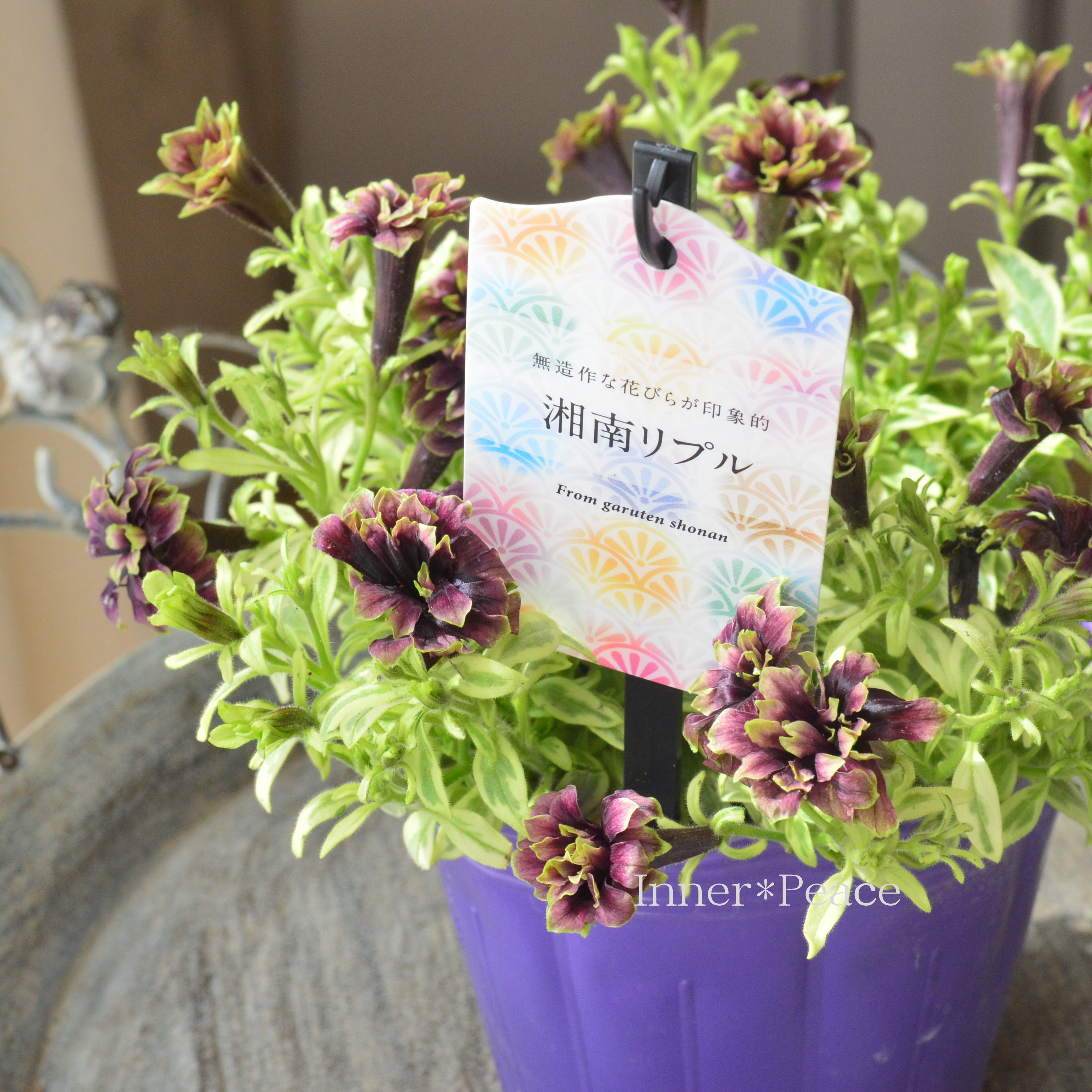 【ガルテン湘南さん】 ペチュニア 『湘南リプル・プルンニャ斑入り』 3.5寸POT