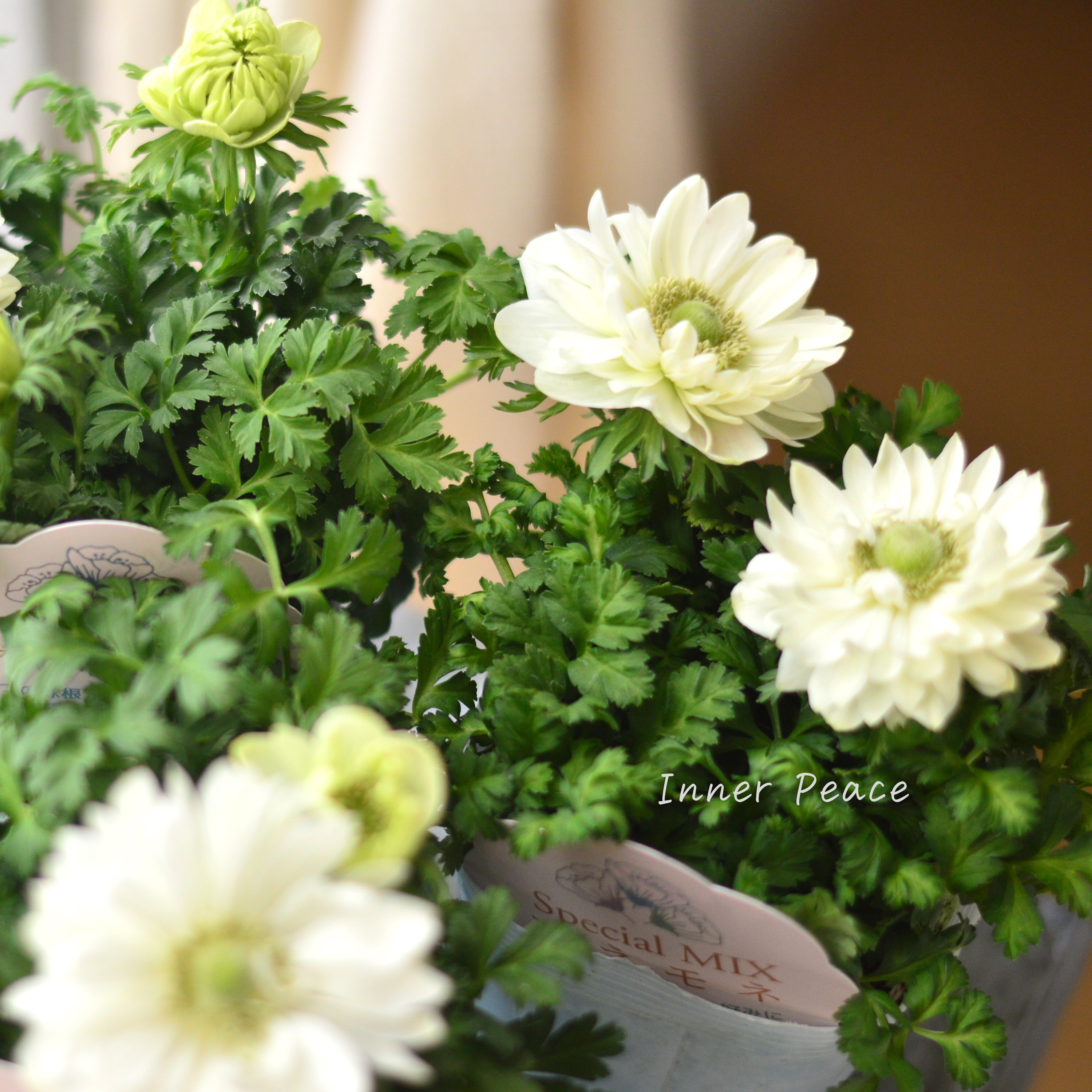 【神花園さん】 3本植え! 八重咲きスペシャルミックスアネモネ 『ホワイト』 3.5寸ロングPOT