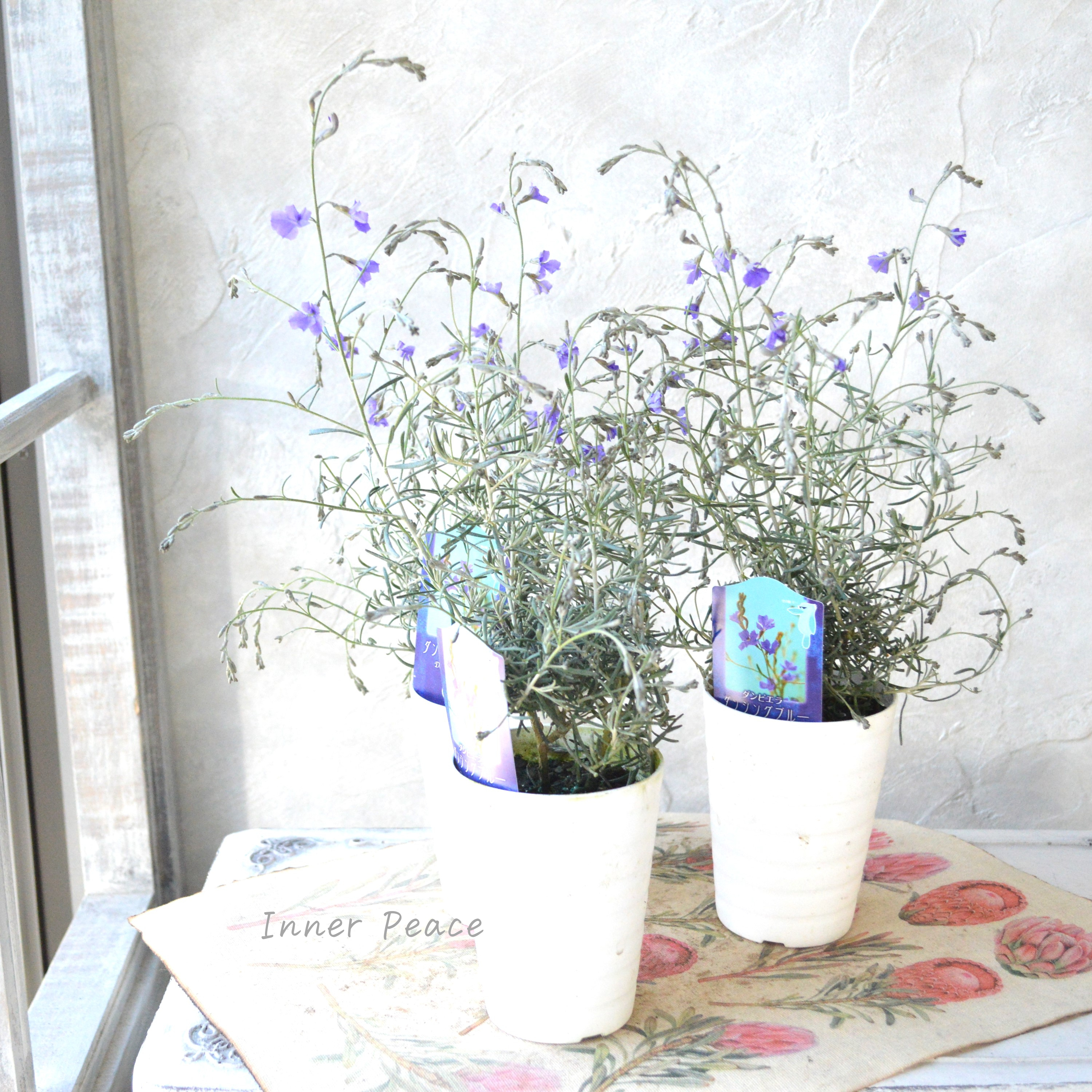 【美しい】 ダンピエラ 『ダンシングブルー』 3寸鉢