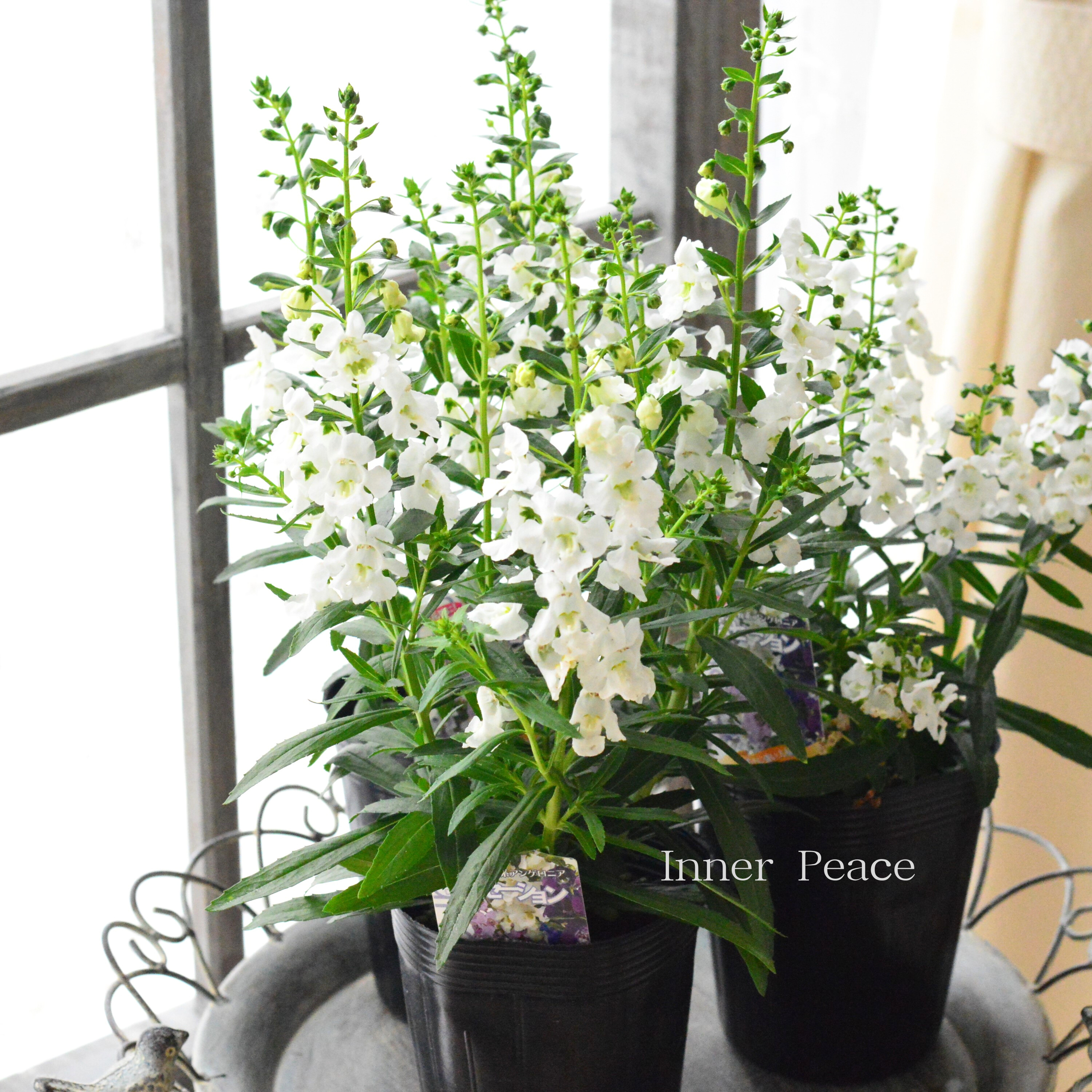 【酷暑に強い】 栄養系 アンゲロニア 『センセーション・ホワイト』 3.5寸ロングPOT