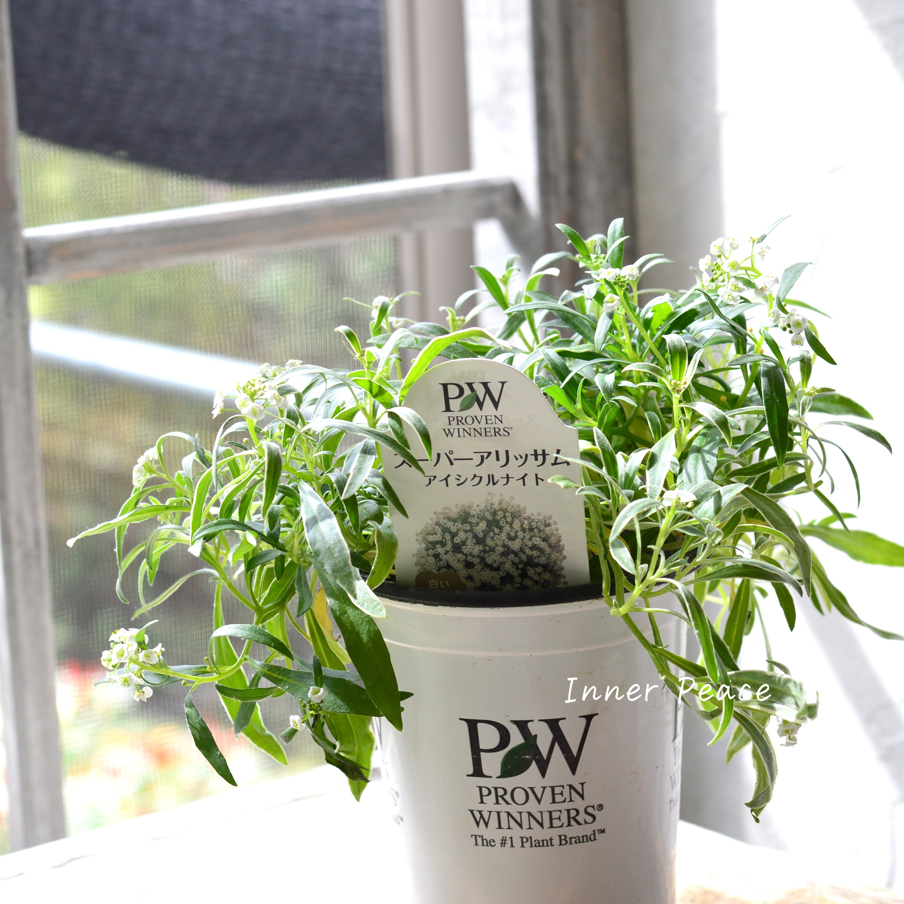 【PWさん】 2024New! スーパーアリッサム 『アイシクルナイト』 3.5寸硬質POT