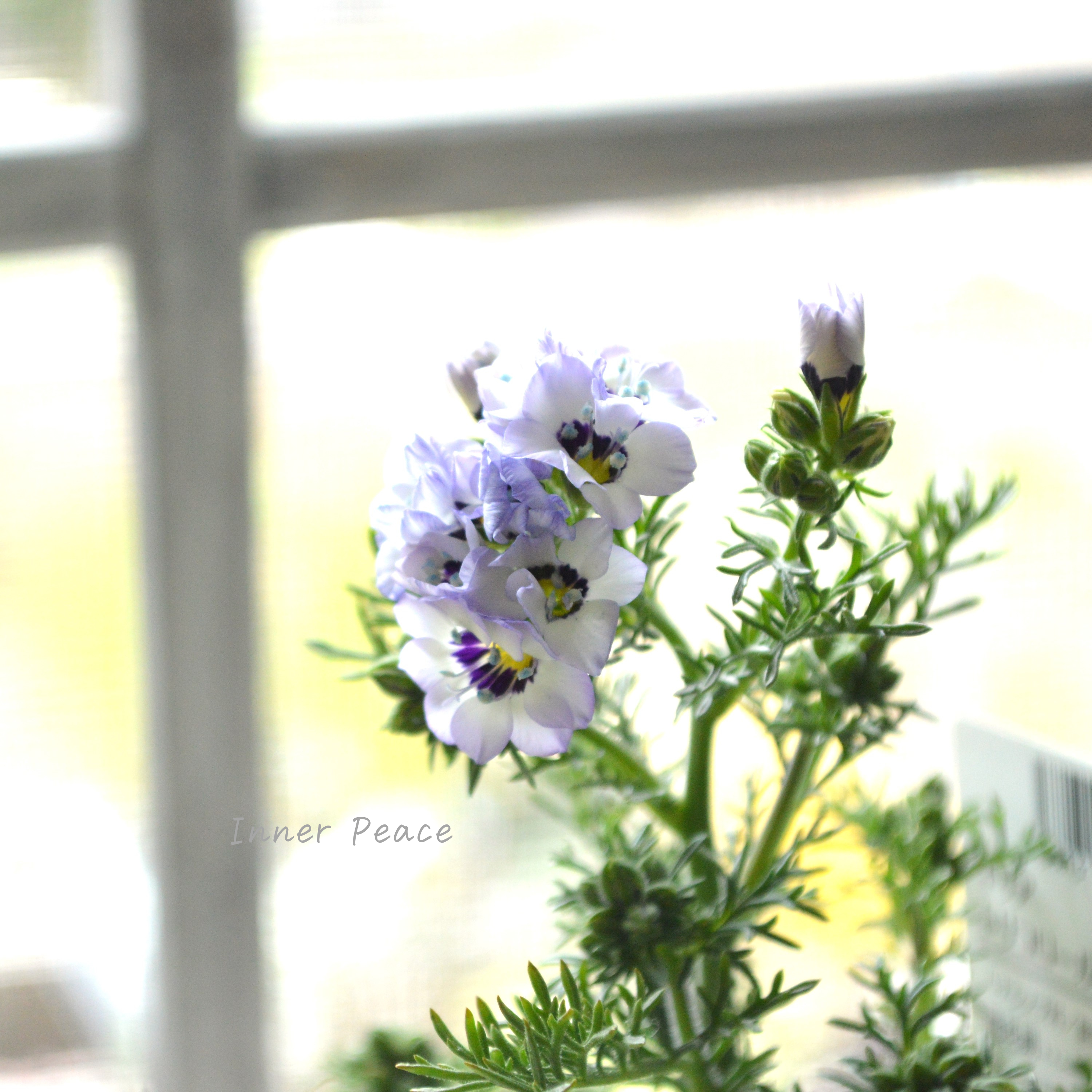 【美しい】 ギリア 『トリコロール』 3寸POT