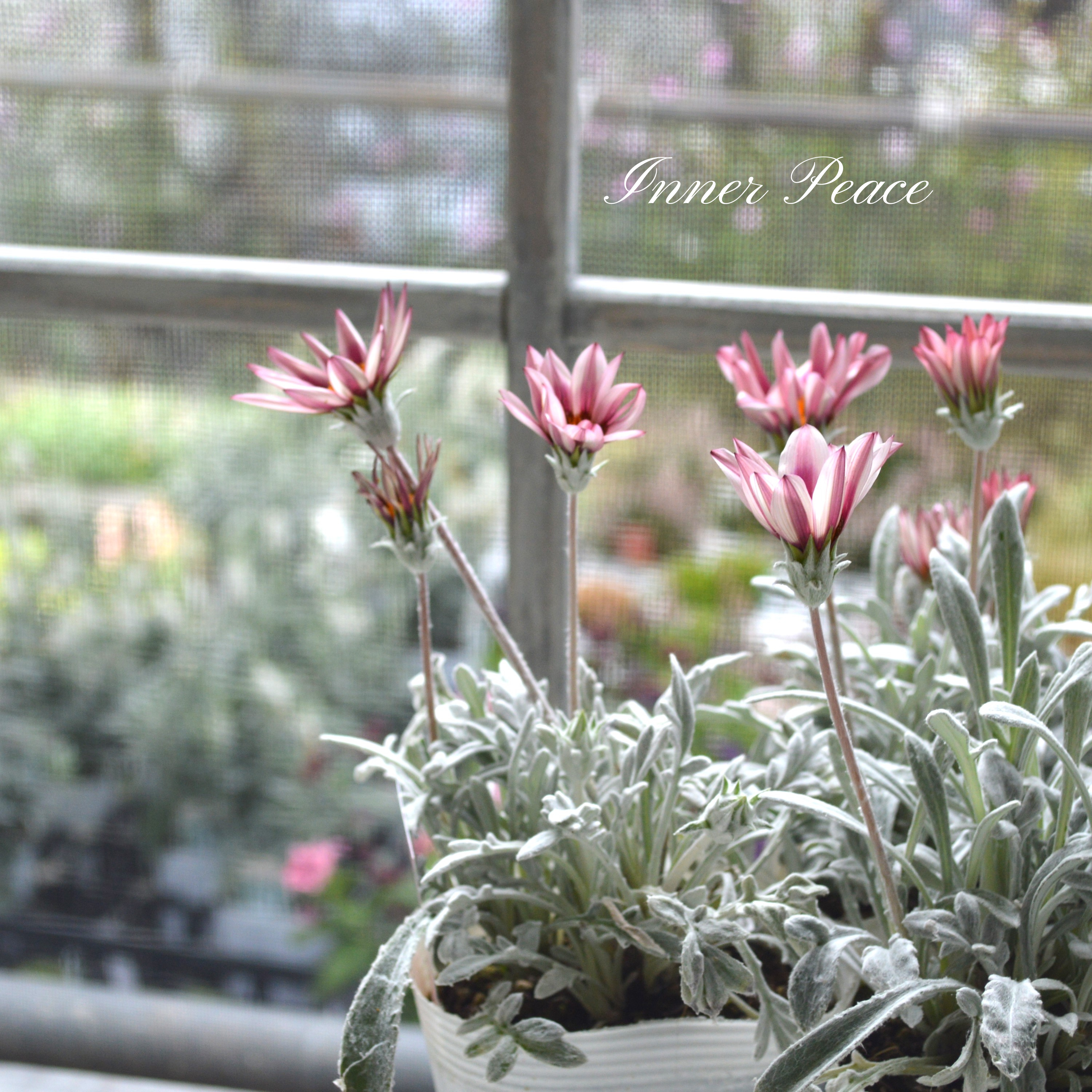 【希少】 ガザニア 『クリムゾンフラッシュ』 3.5寸POT