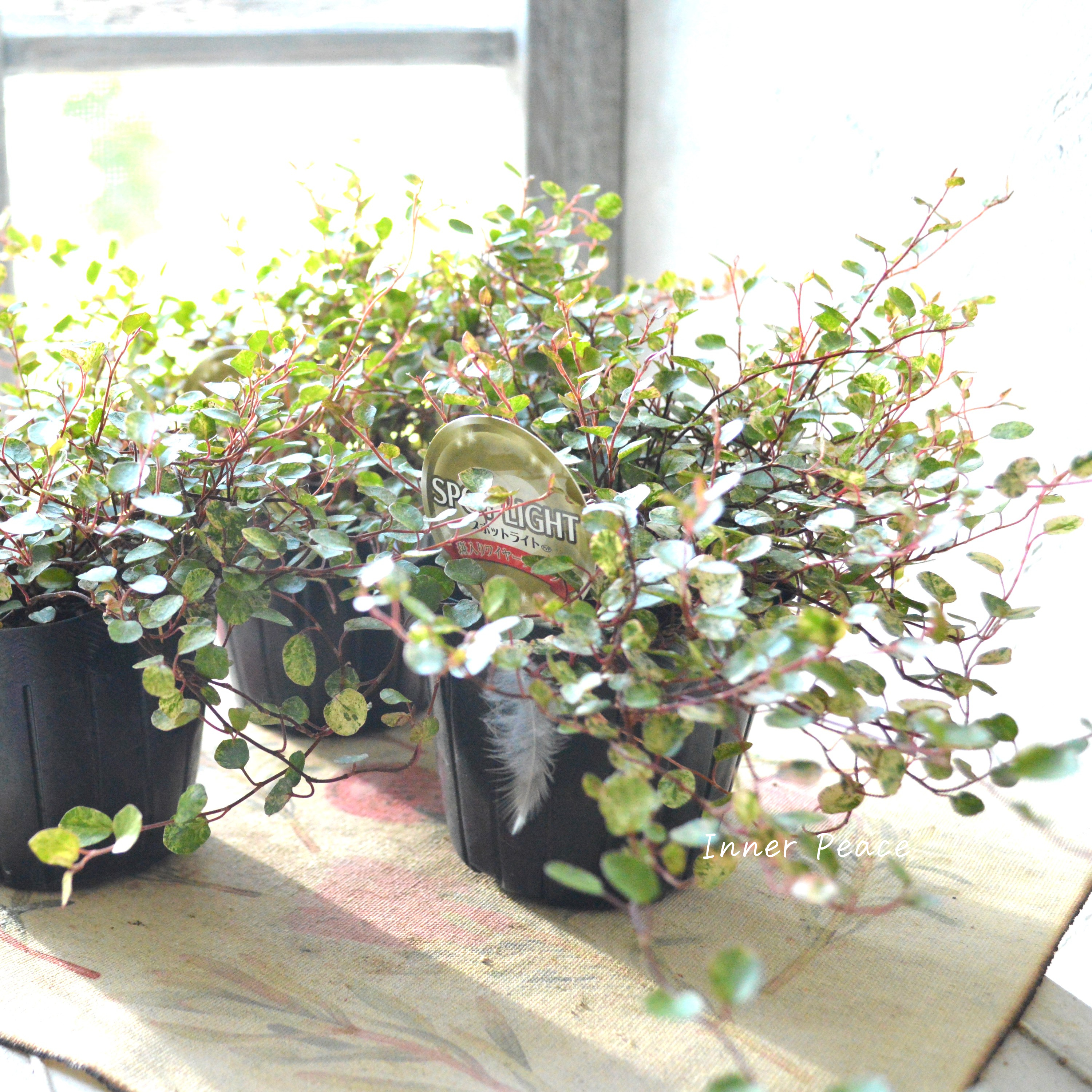 【寄せ植えの定番】 ワイヤープランツ 『スポットライト』 3寸POT