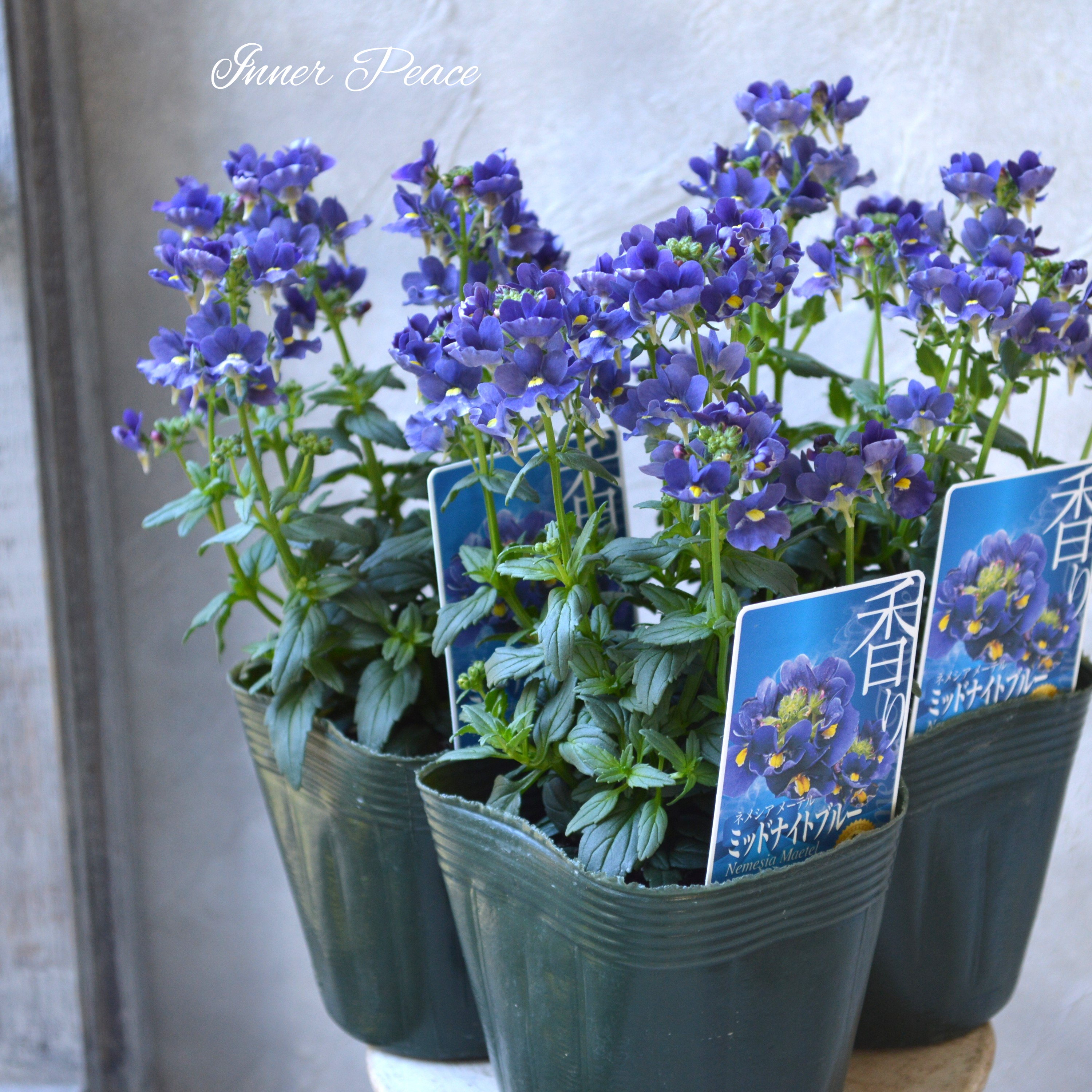 【ゲブラさん】 Sale! ネメシア 『メーテル・ミッドナイトブルー』 3.5寸POT