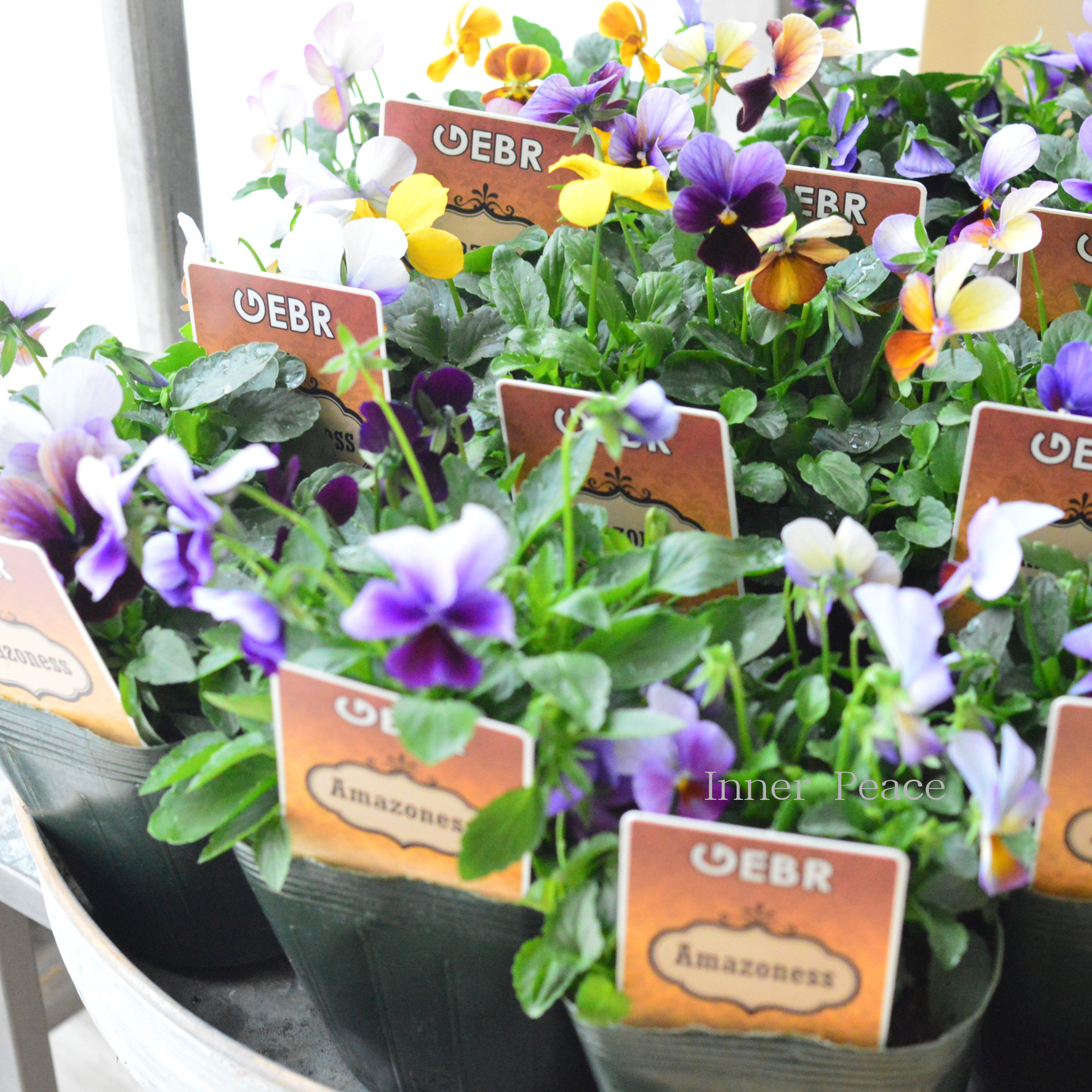 【ゲブラさん】 ビオラ 『アマゾネス』 3.5寸POT