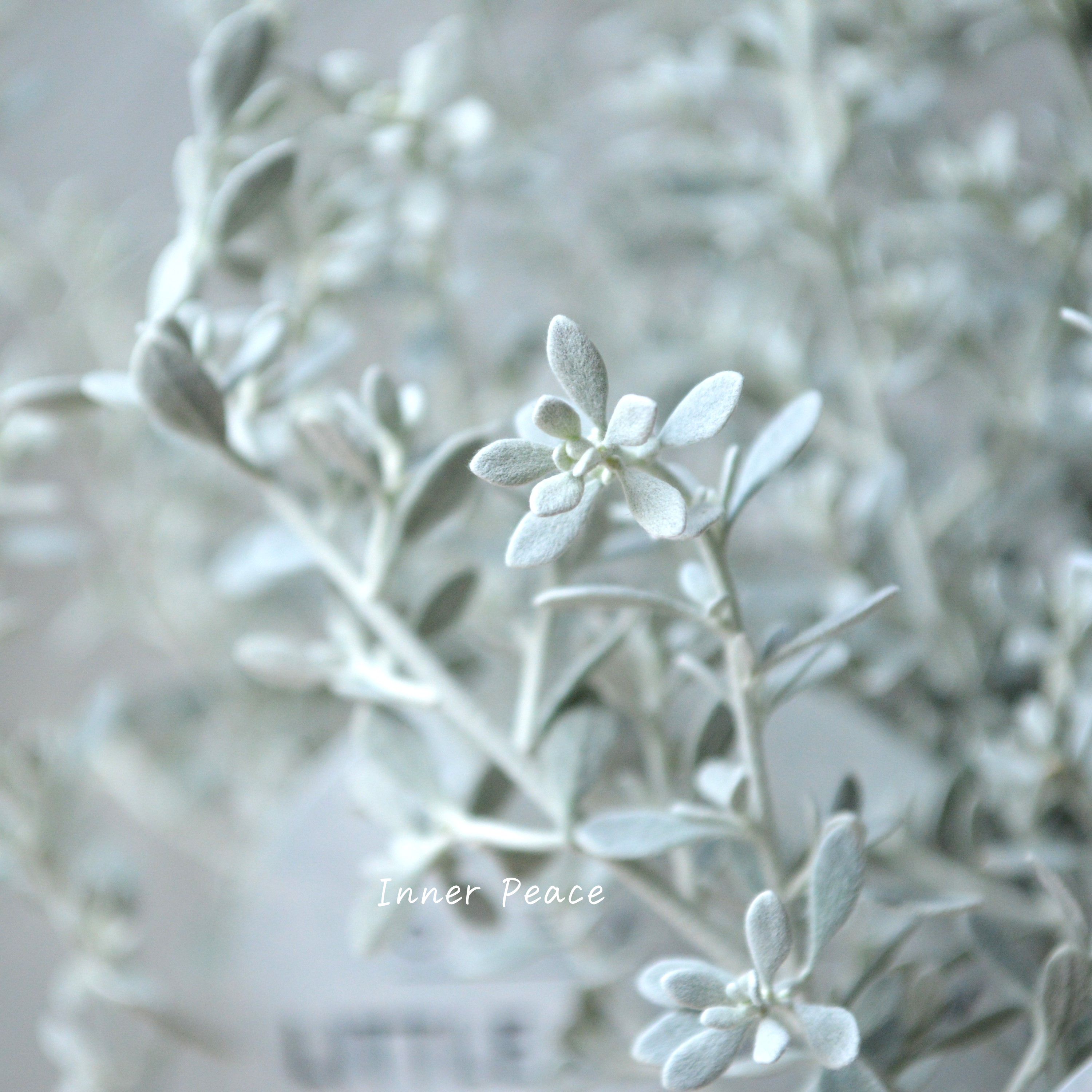 【寄せ植えに】 オレアリア 『リトルスモーキー』 3寸POT