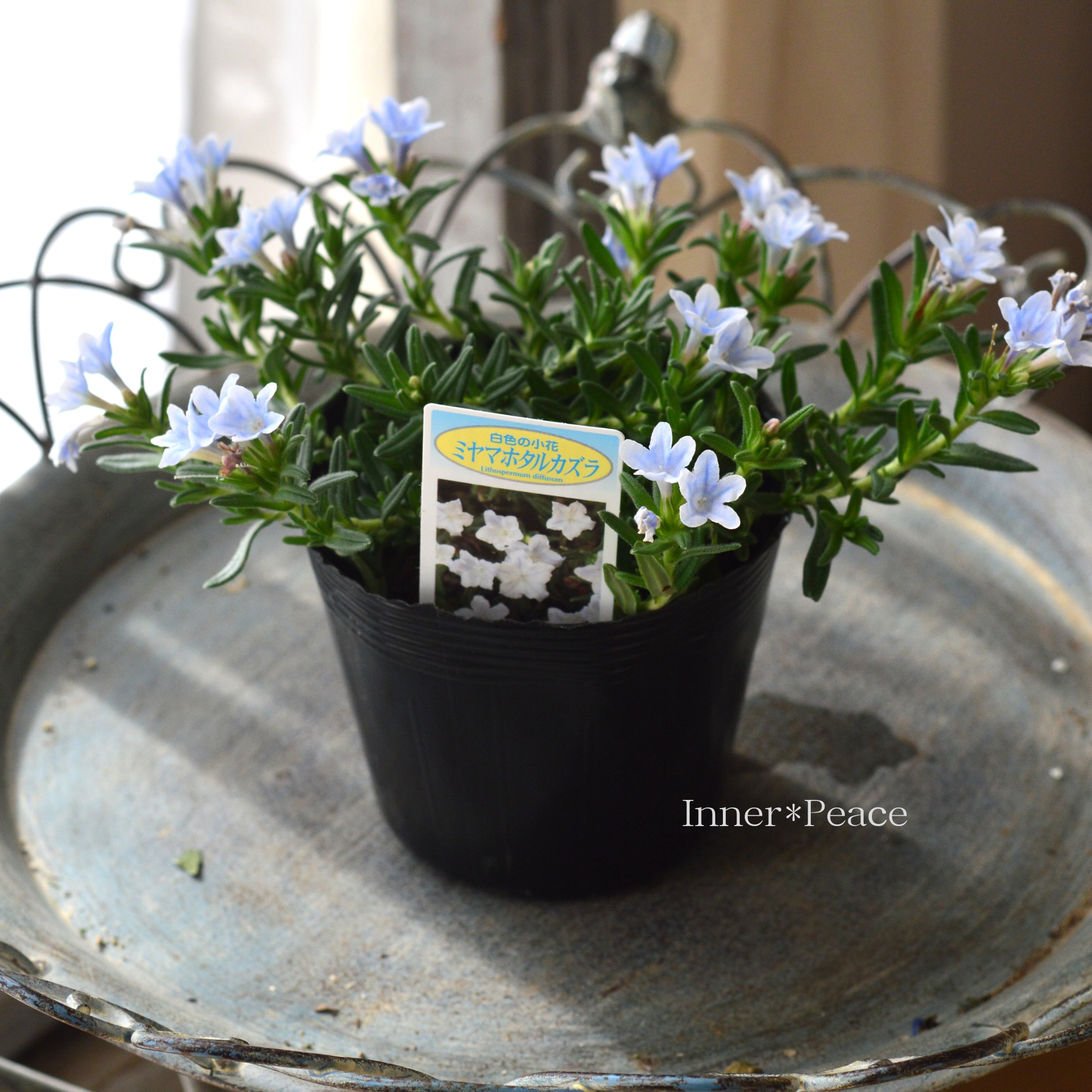 【美しい】 ミヤマホタルカズラ 『リソドラスター』 3.5寸POT