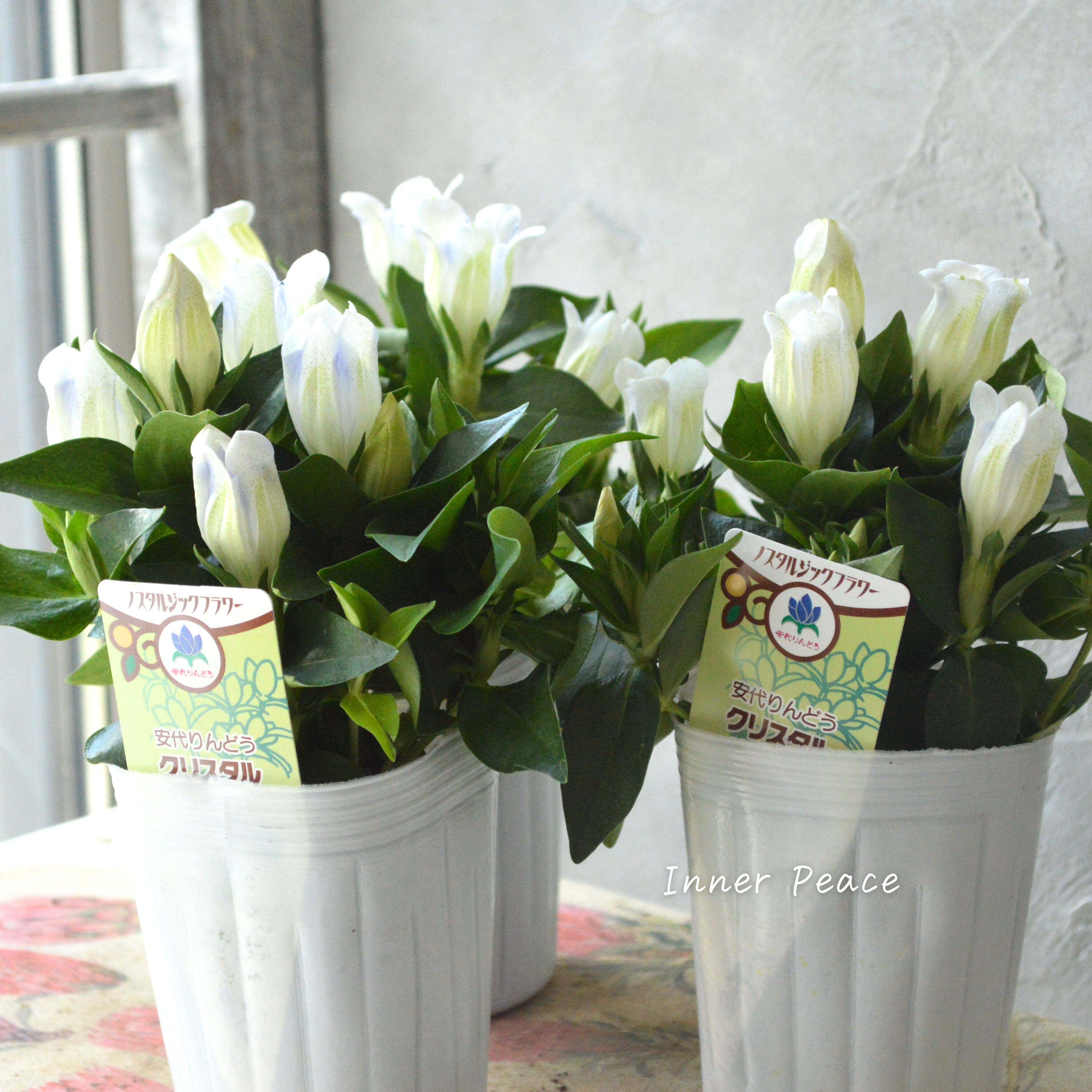 【宿根】 リンドウ 『クリスタルアシロ』 3寸POT