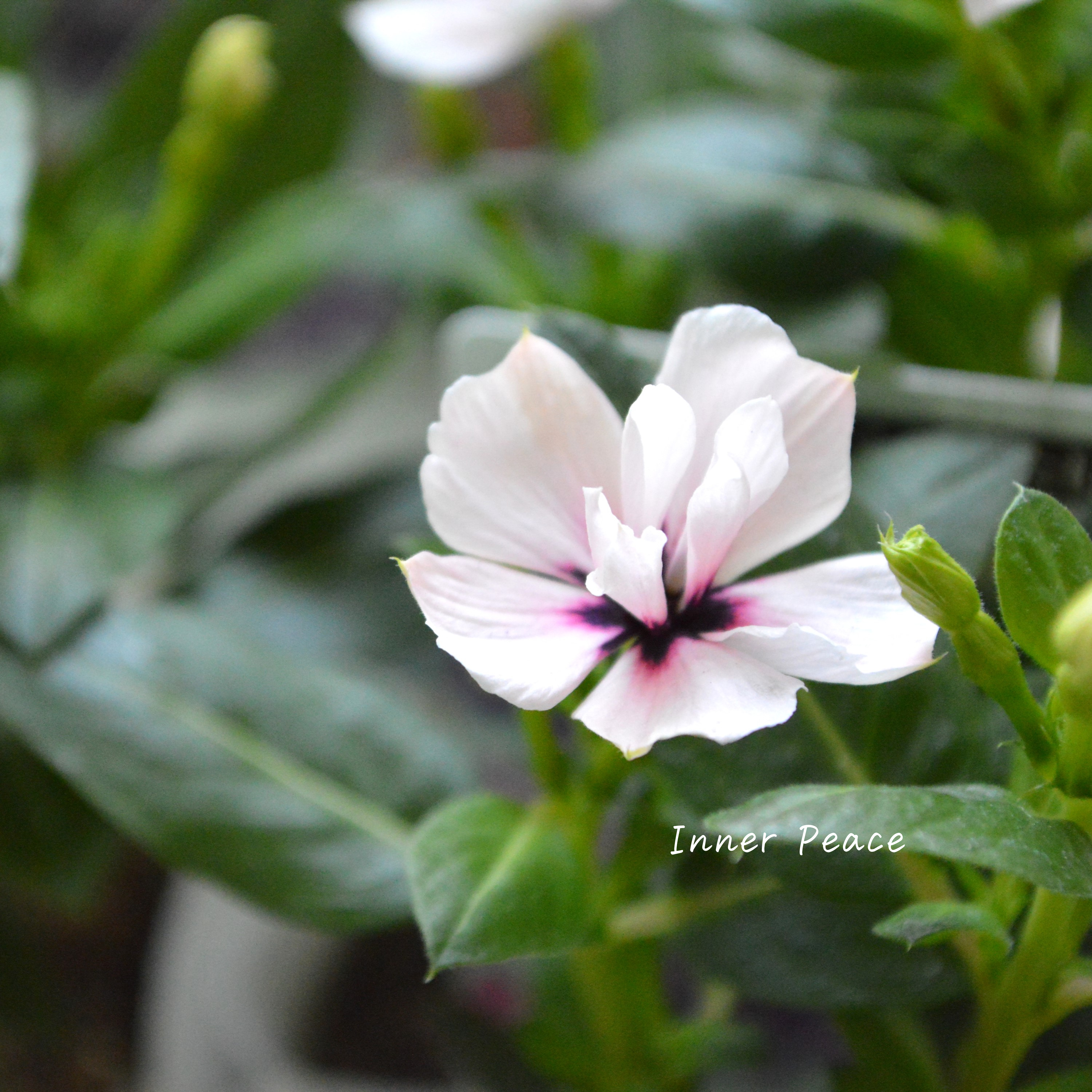 【北島園芸さん】 ニチニチソウ(八重咲き) 『ミラシリーズ・モネ』 3.5寸POT