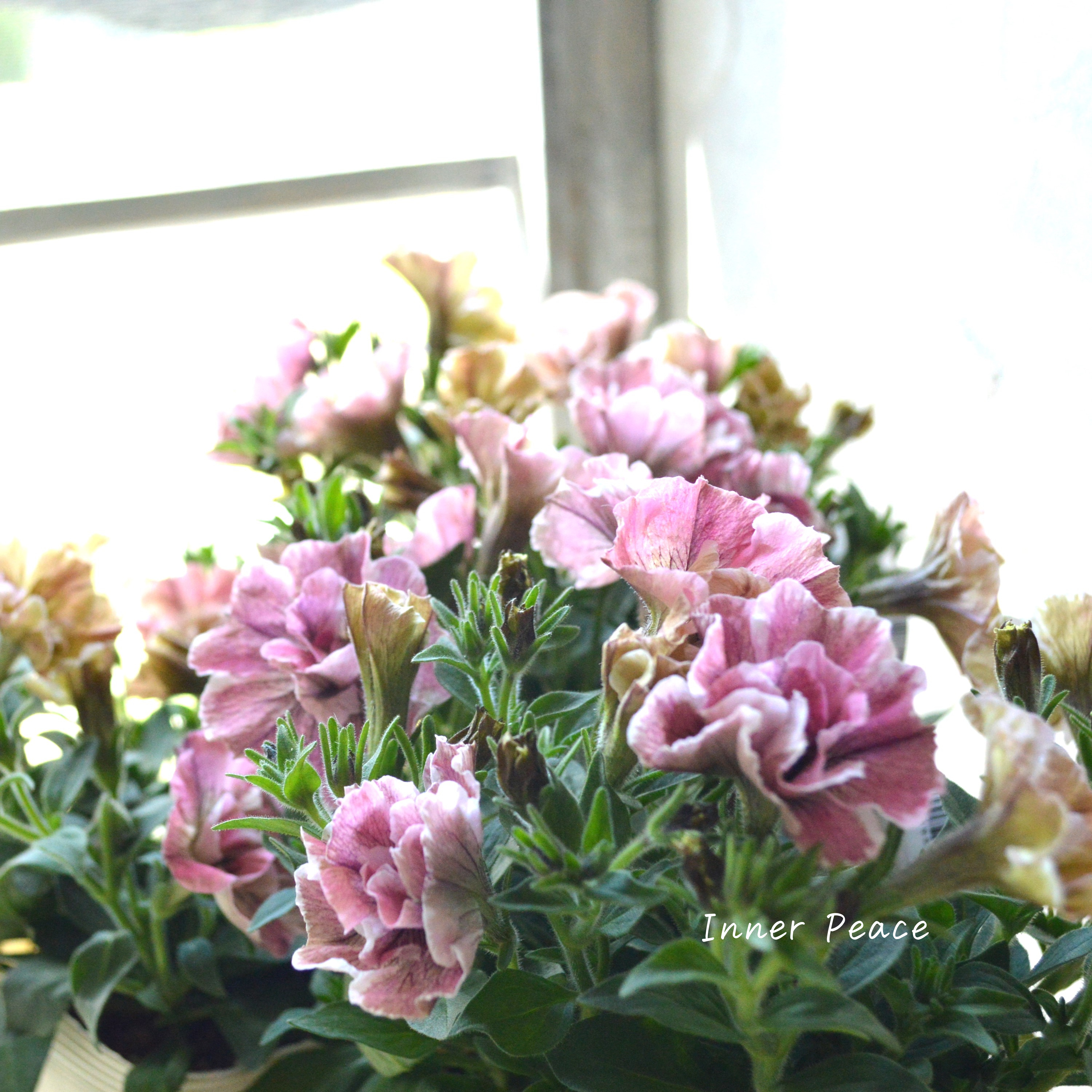 【花芳さんオリジナル】 八重咲きペチュニア 『ジュリエット・桜モダン』 3.5寸POT