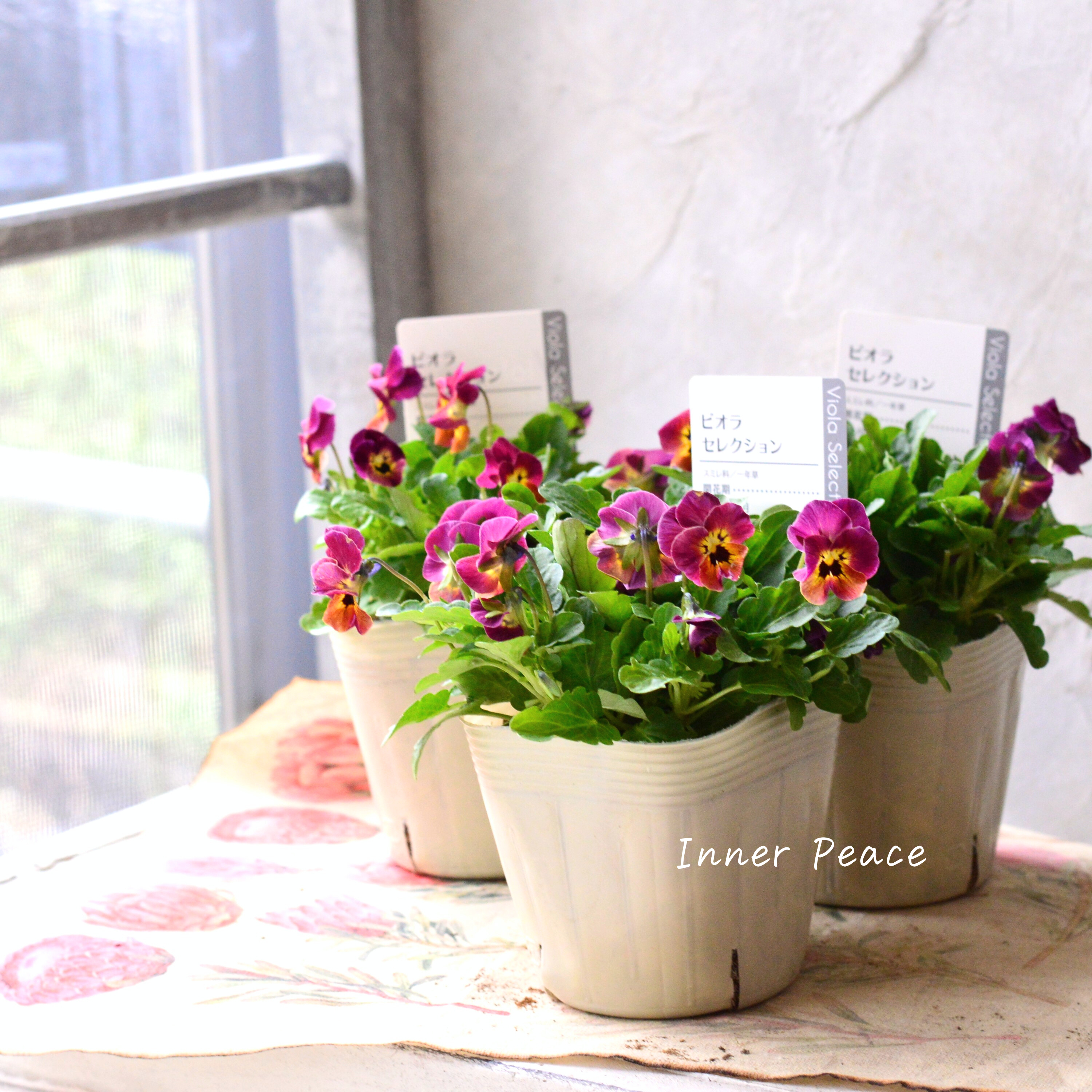 【アンティーク】 ビオラ 『レータ』 3.5寸POT