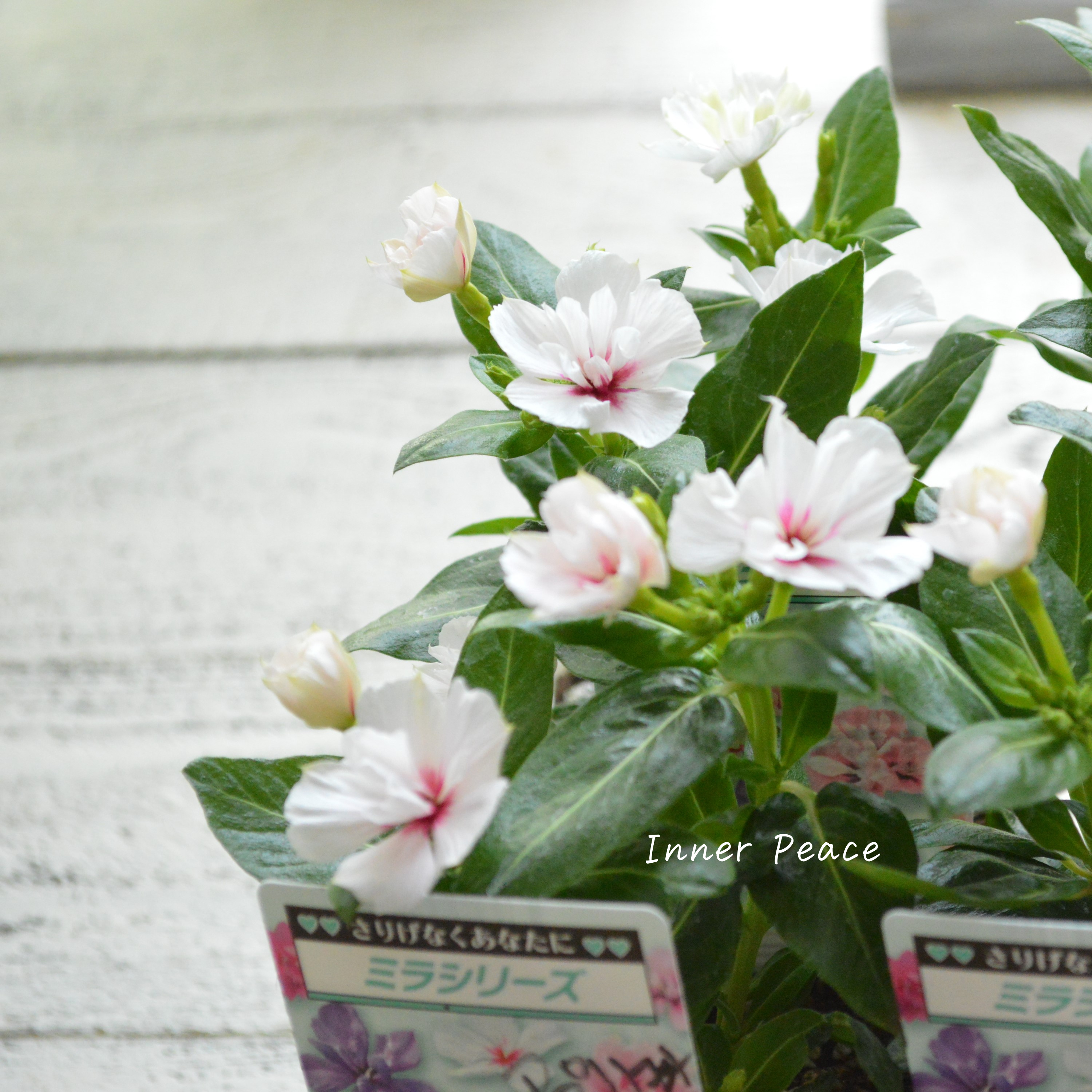 【北島園芸さん】 ニチニチソウ(八重咲き) 『ミラシリーズ・アプリコット』 3.5寸POT