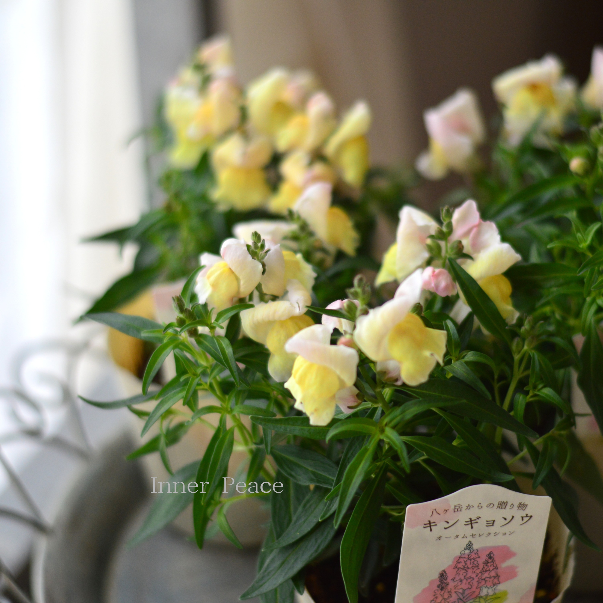 【かわいい】 キンギョソウ 『オータムセレクション D』 3.5寸POT