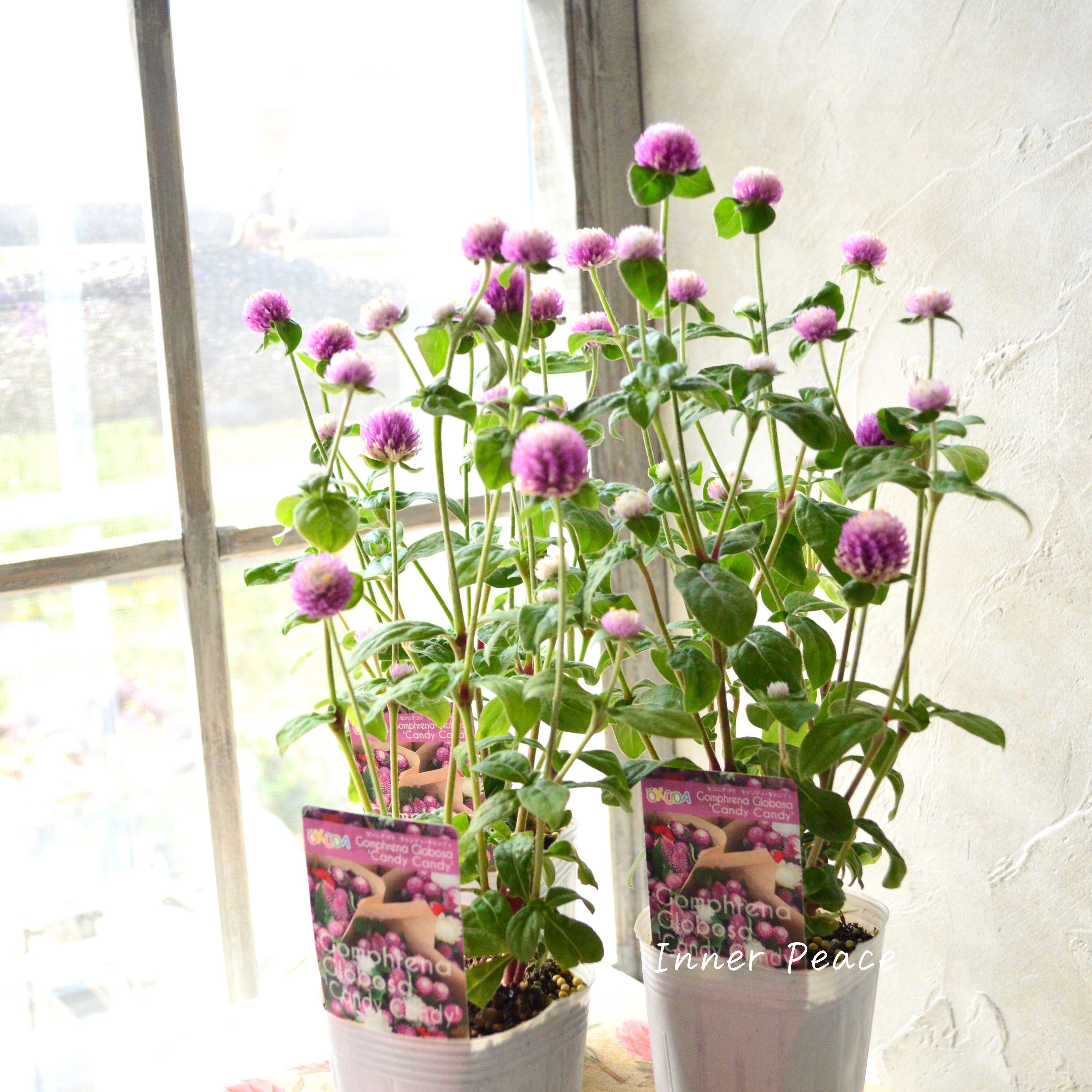 【暑さに強い】 千日紅 『キャンディキャンディ・ピンク』 3寸POT