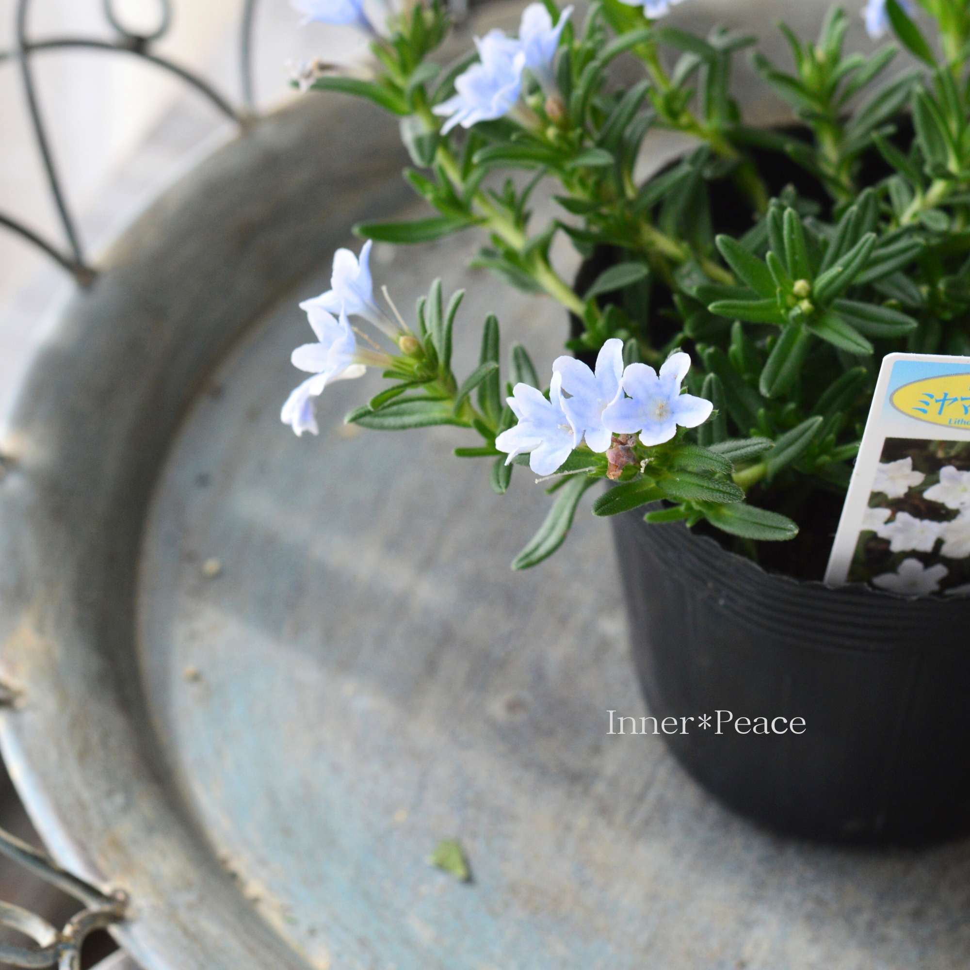 【美しい】 ミヤマホタルカズラ 『リソドラスター』 3.5寸POT