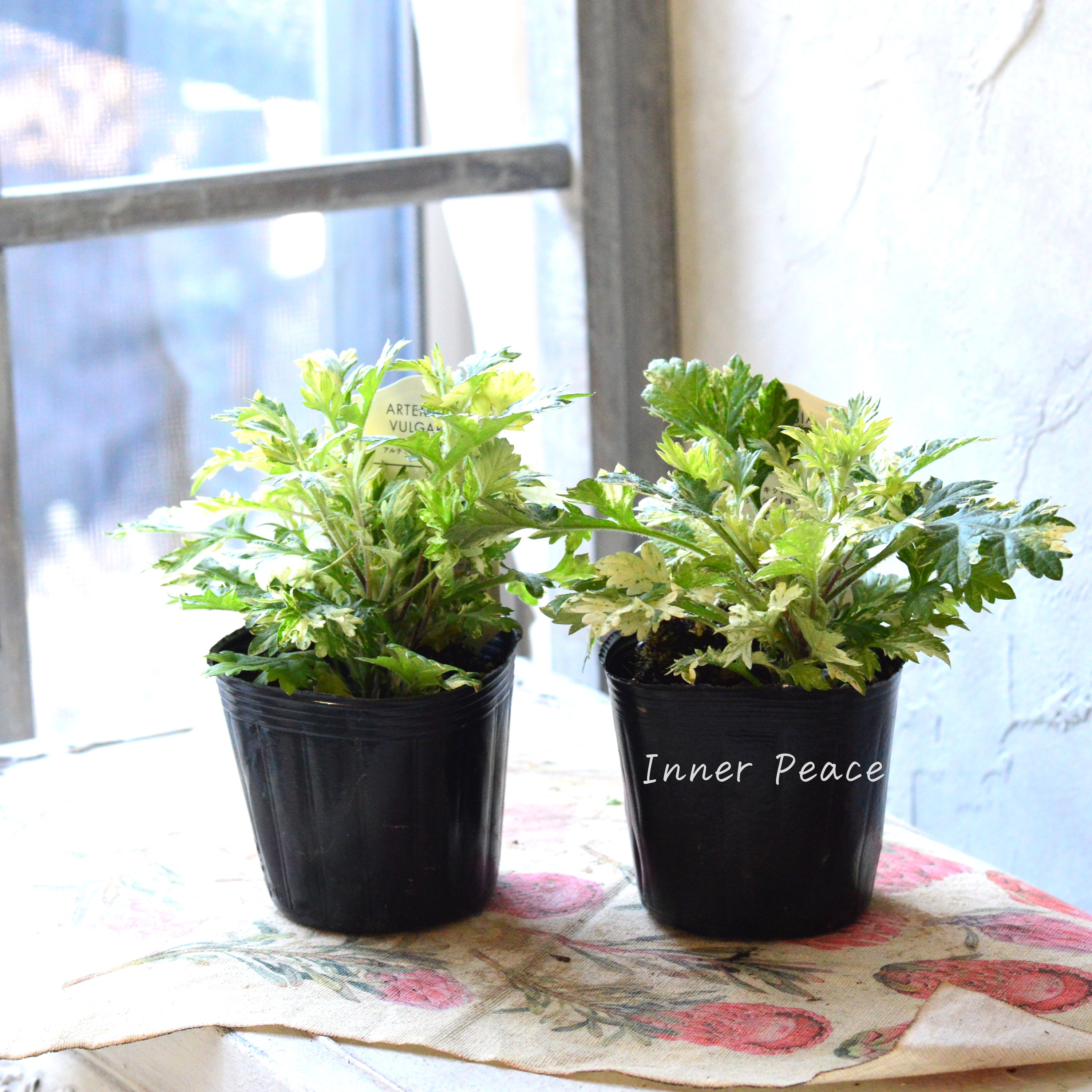 【斑入り】 アルテミシア・ブルガリス(オウシュウヨモギ) 3寸POT