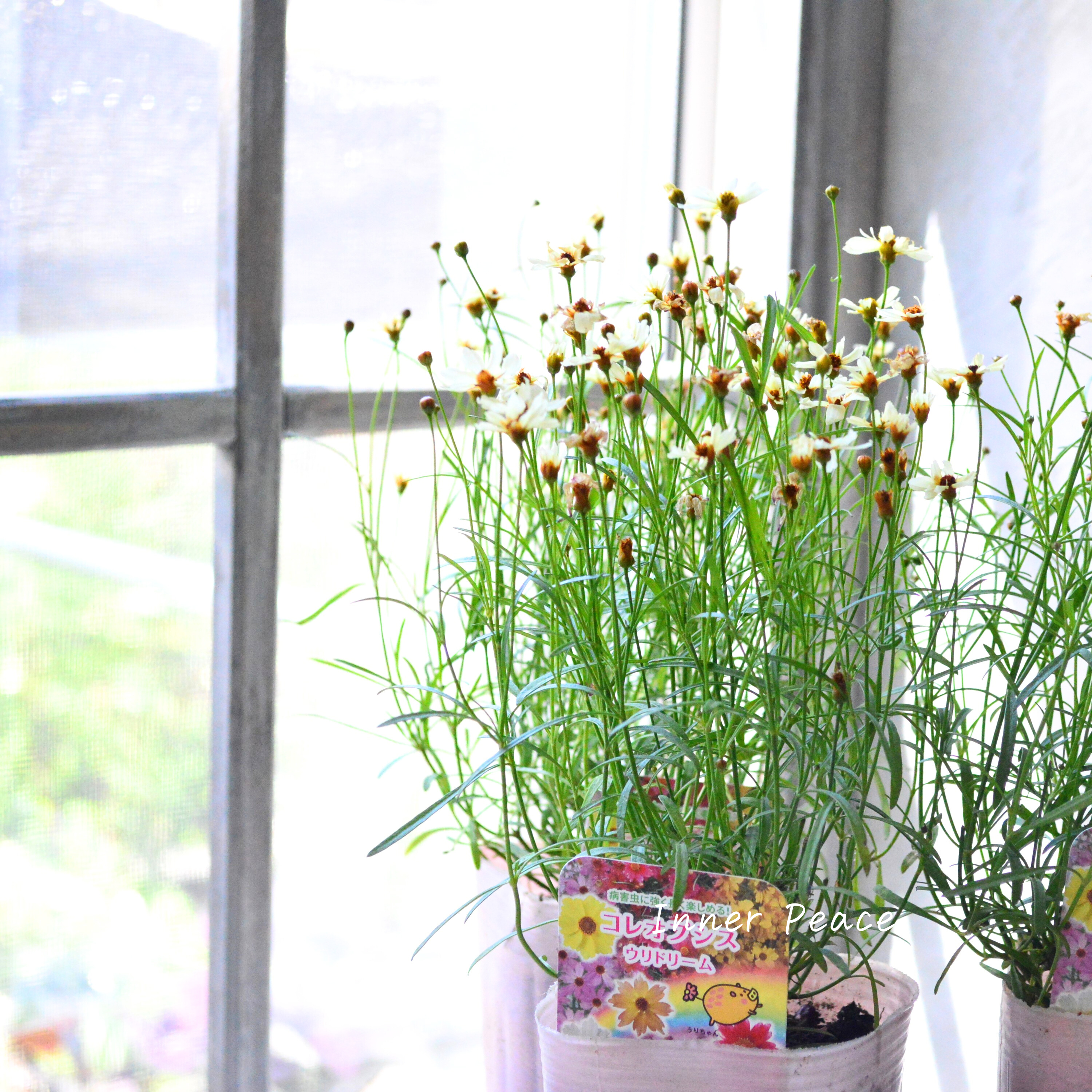 【アンティーク色】コレオプシス『ウリドリーム・ホワイトナイト』 3寸POT