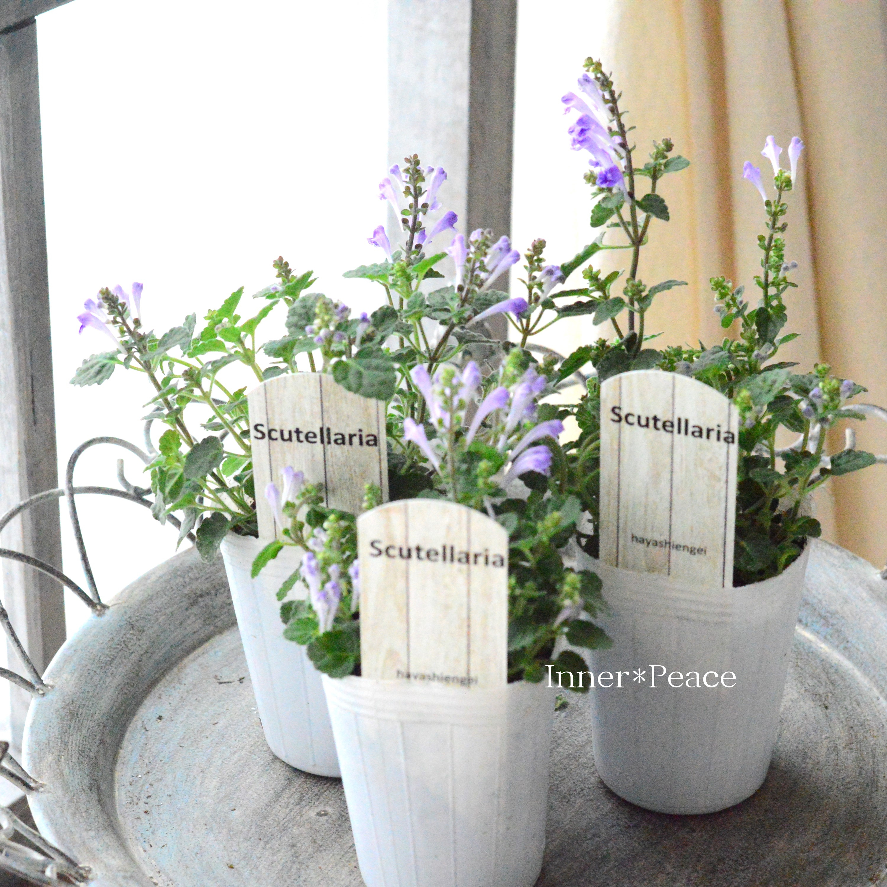 【美しい】 スクテラリア(タツナミソウ) 『ブルー』 2.5寸POT