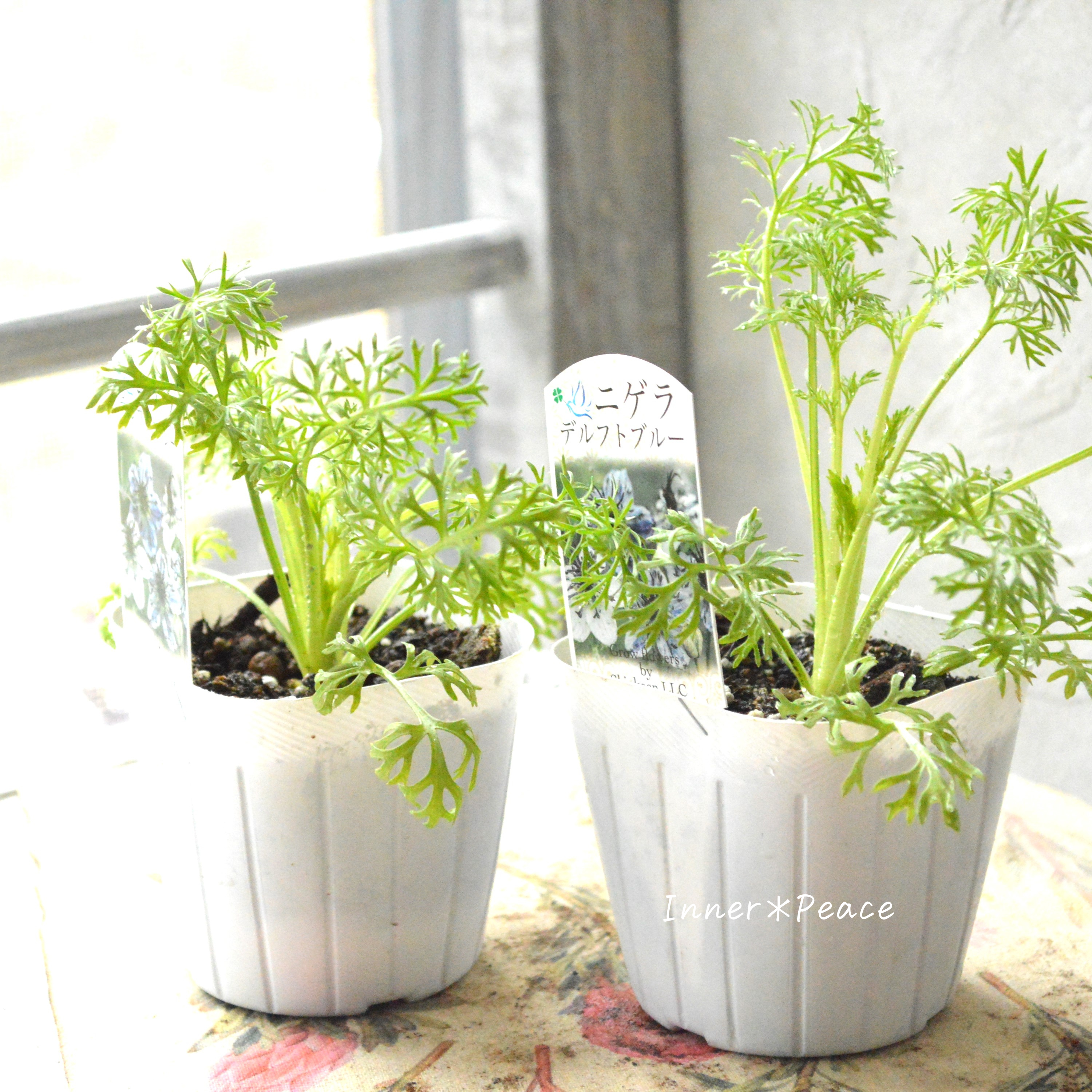 【オシャレ】 ニゲラ 『デルフトブルー』植え込み用 3寸POT