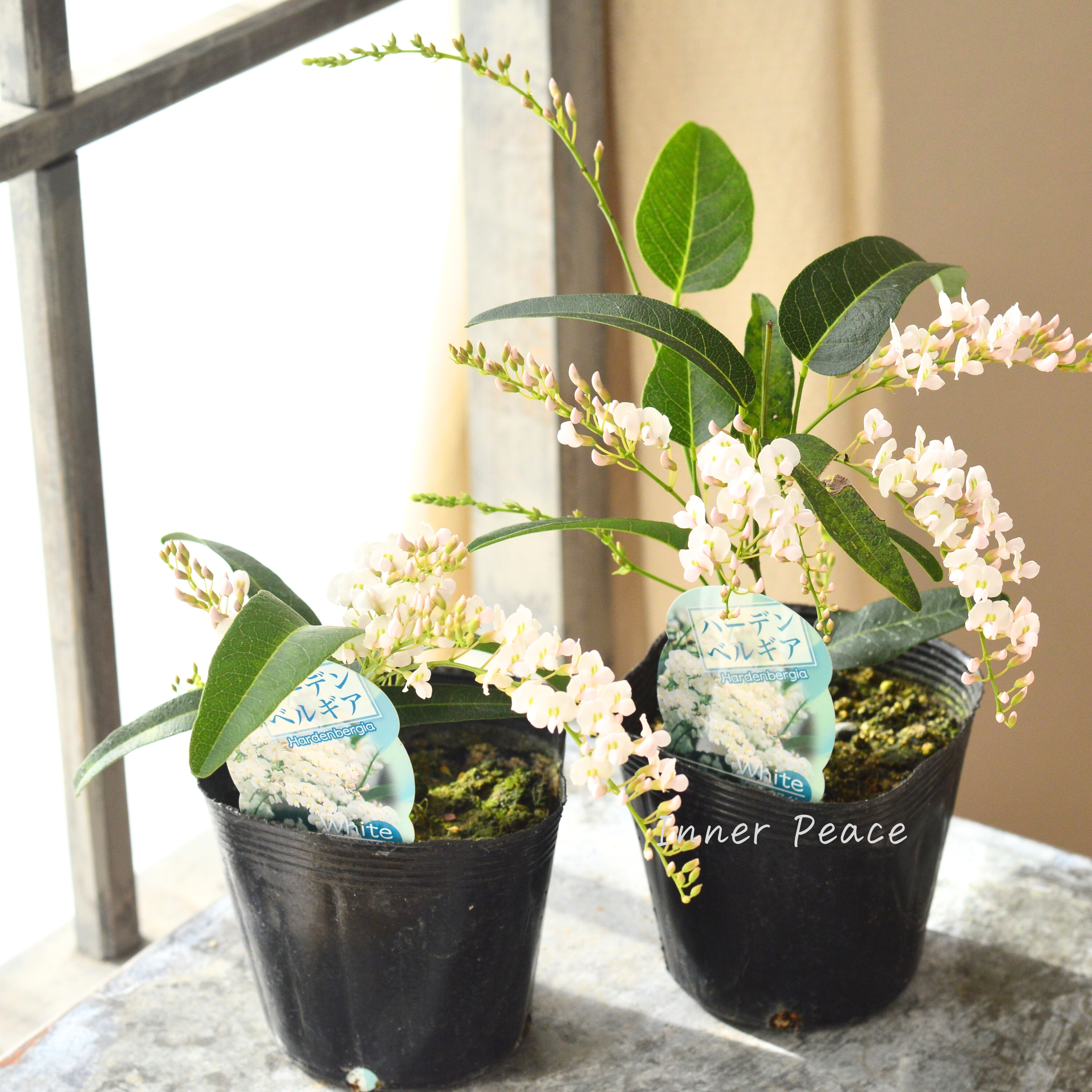 【美しい】 ハーデンベルギア 『ホワイト』 3.5寸POT