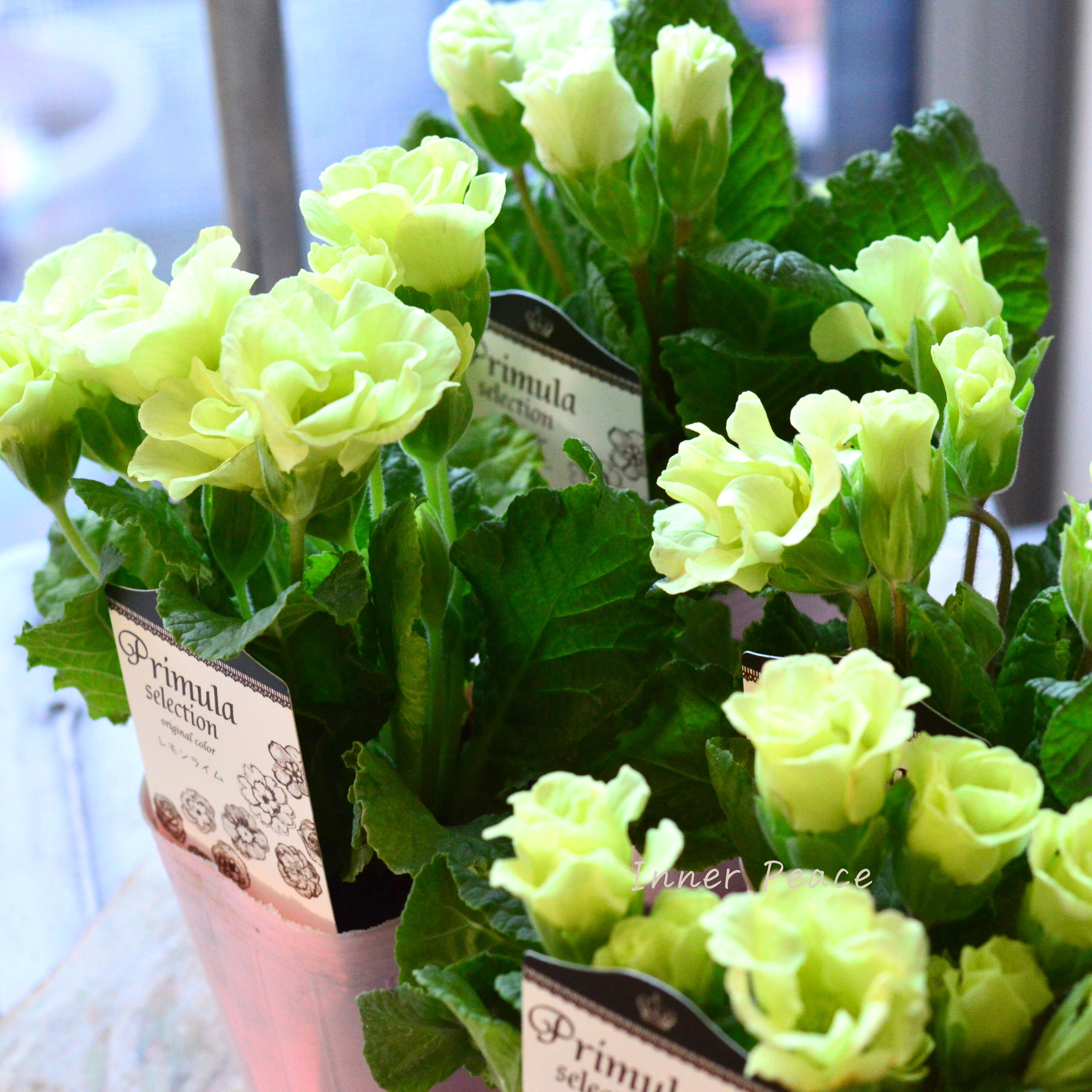 【k-plantsさん】 バラ咲き プリムラ 『レモンライム』 2.5寸ロングPOT