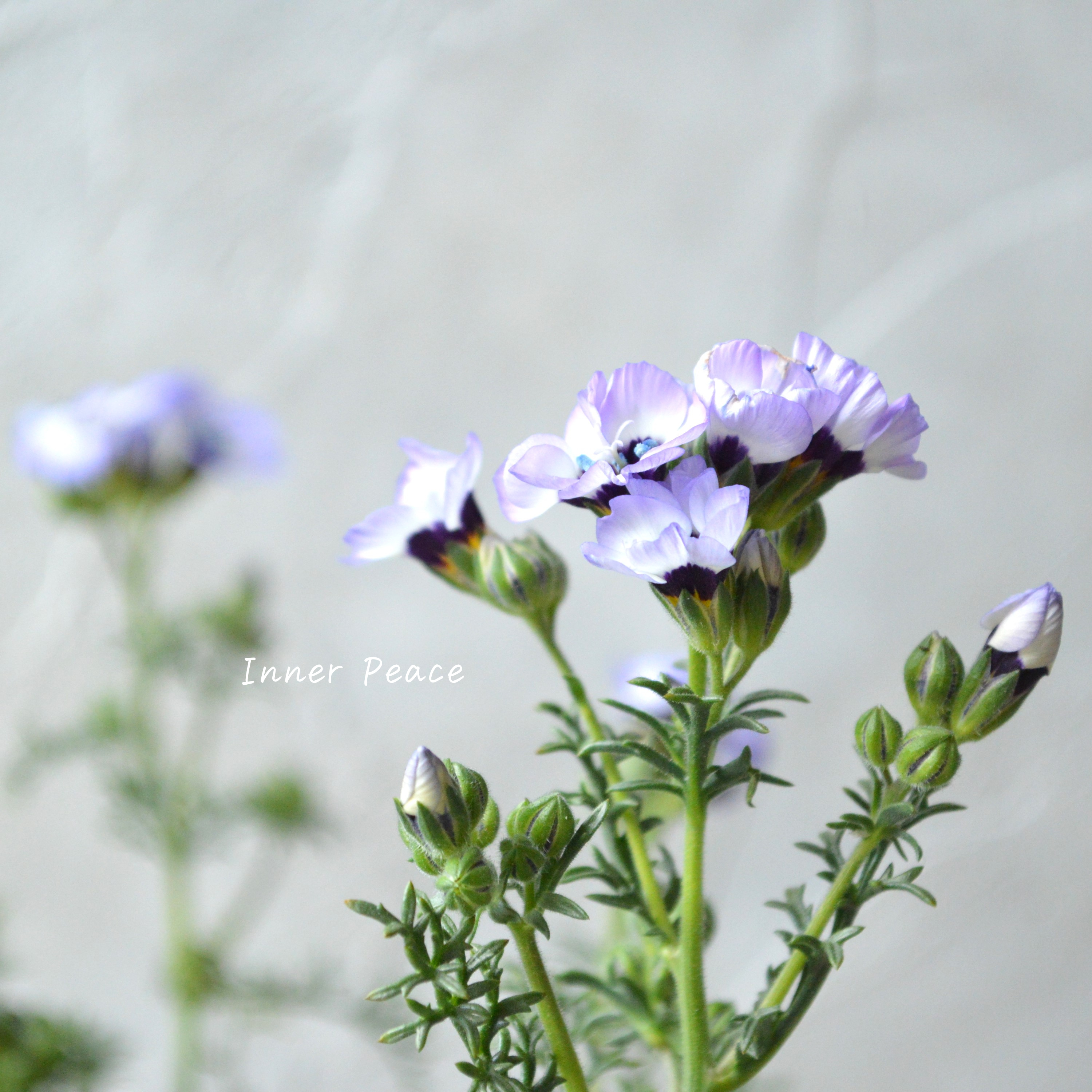 【美しい】 ギリア 『トリコロール』 3寸POT