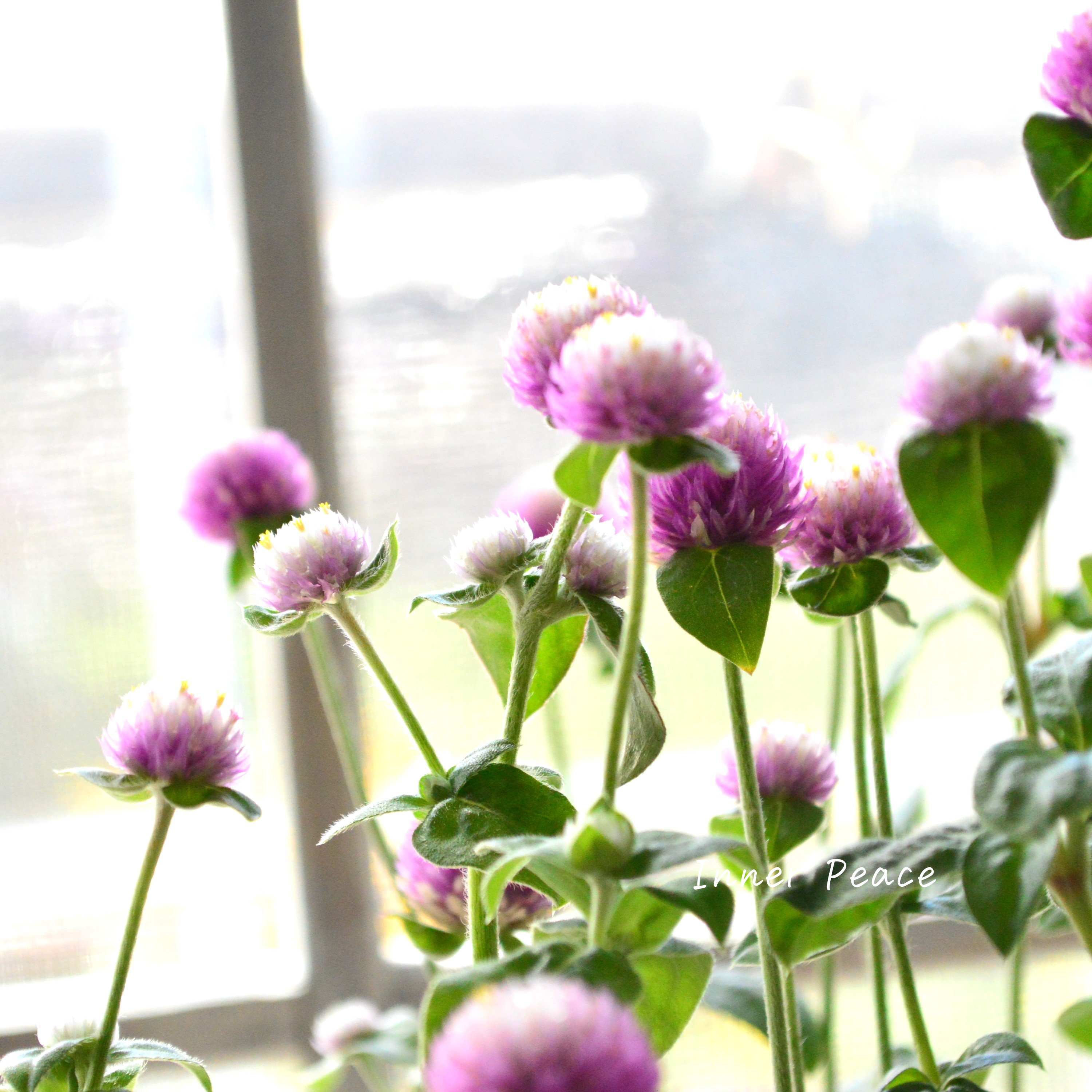 【暑さに強い】 千日紅 『キャンディキャンディ・ピンク』 3寸POT