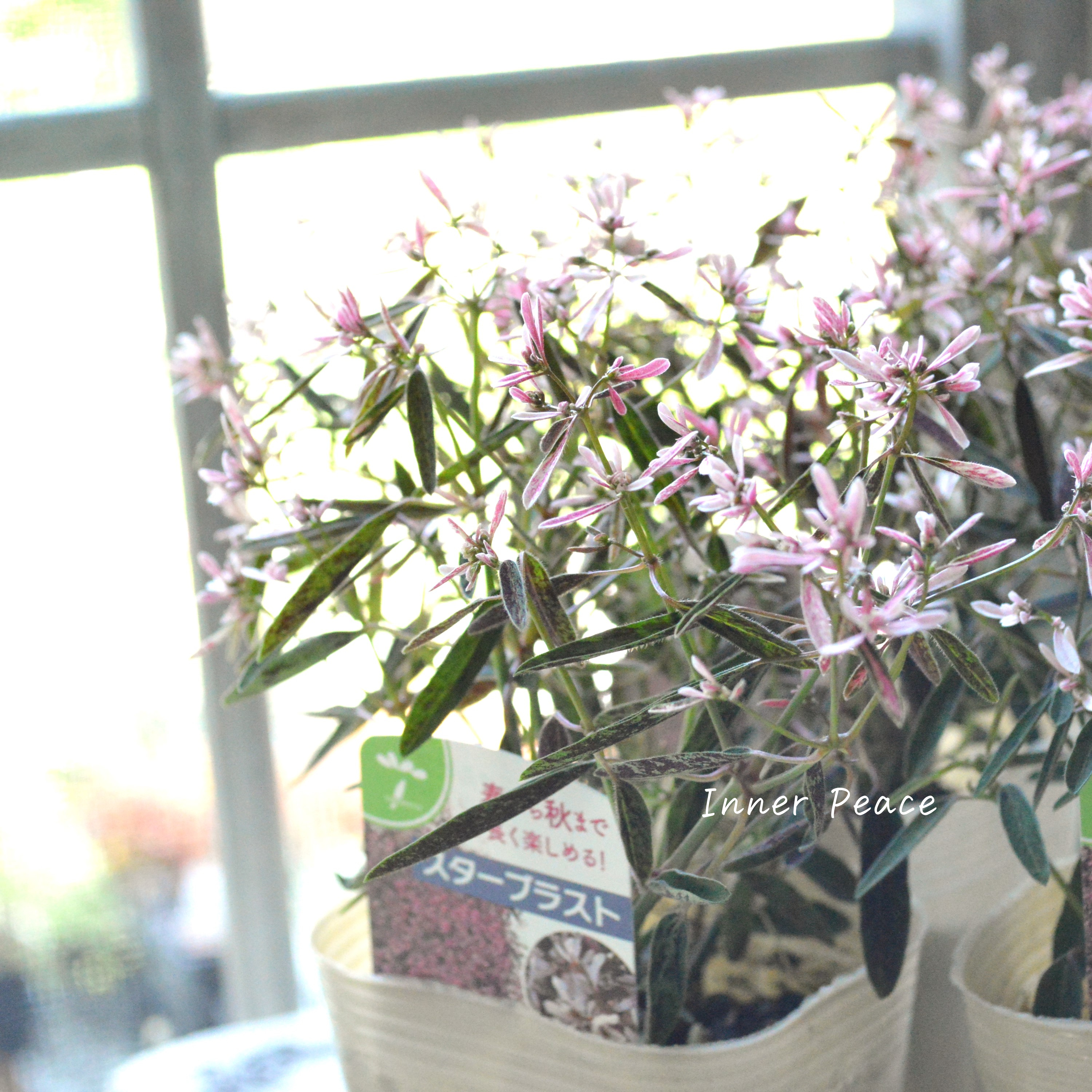 【暑さに強い】 ユーフォルビア 『スターブラスト』 3.5寸POT