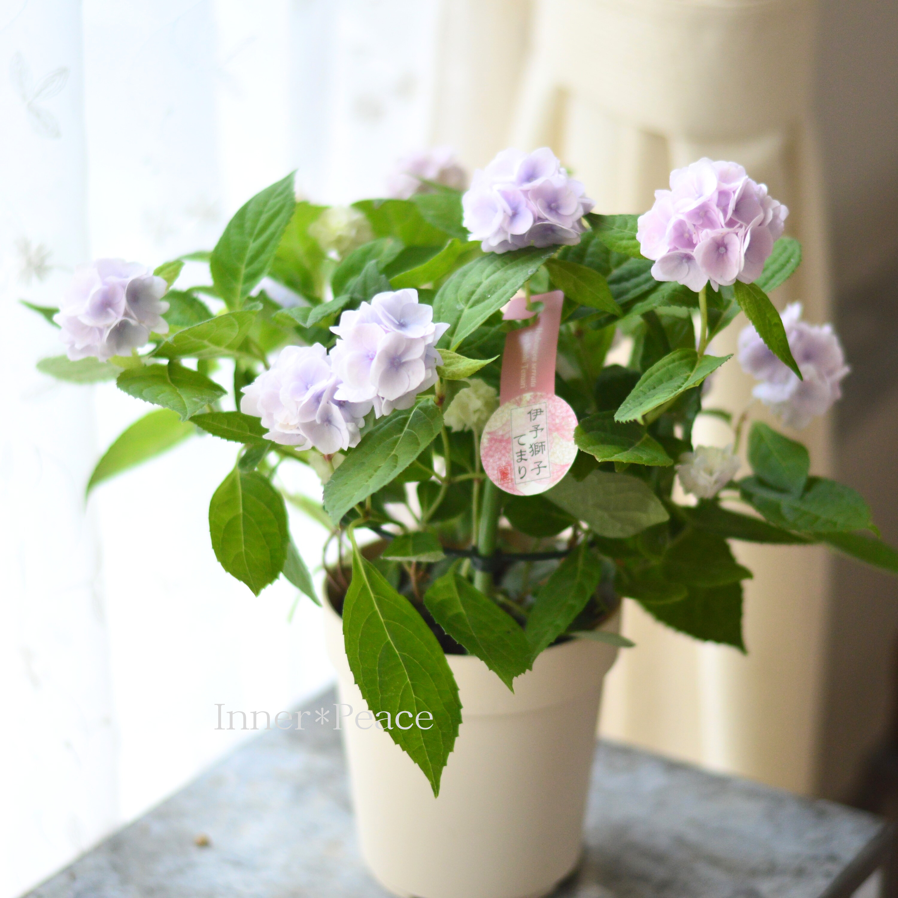 【吉岡麗子さん】 紫陽花 『伊予獅子てまり・ブルー系』 4号鉢