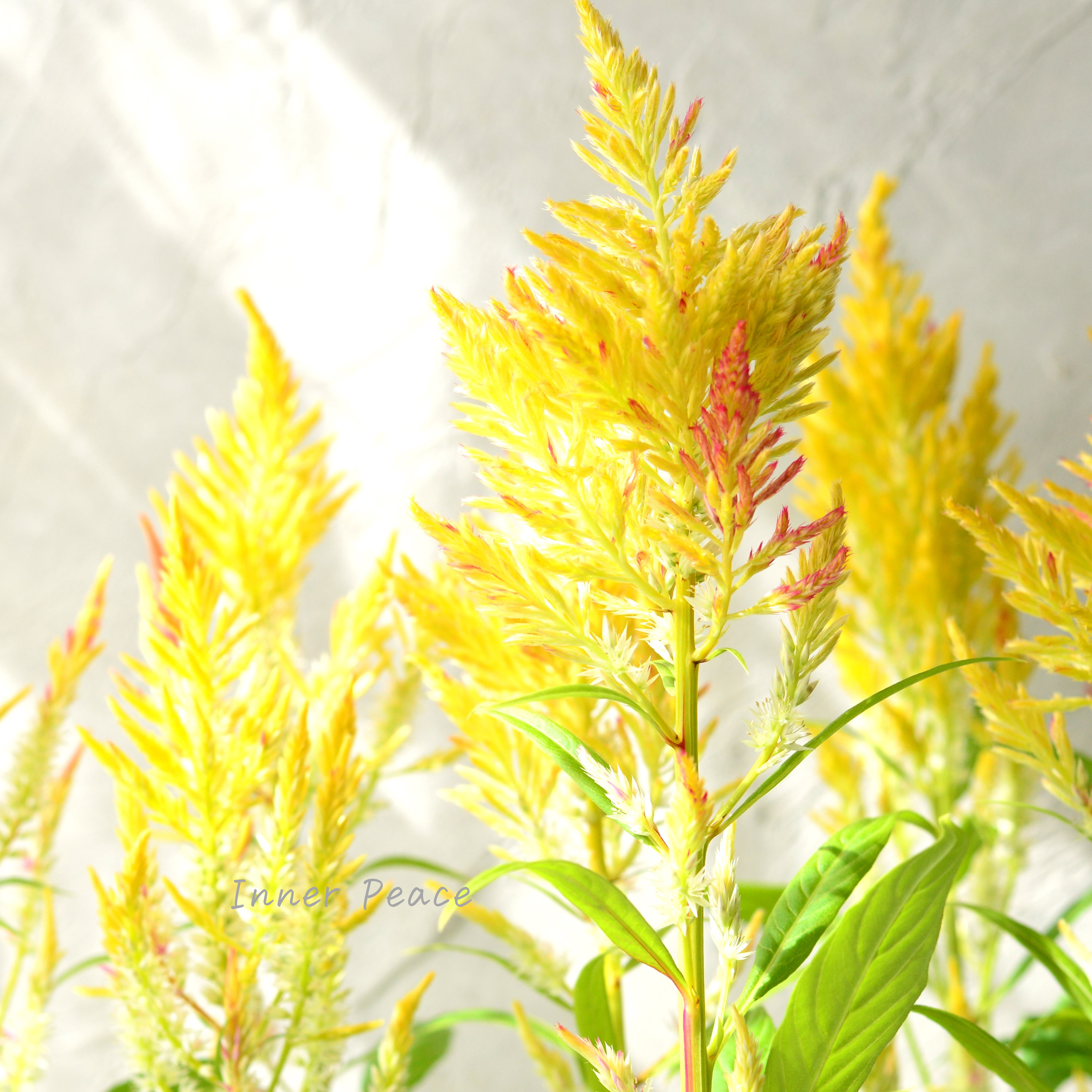 【ゲブラナガトヨさん】 ケイトウ 『霧島の秋・キメラ咲き』 3.5寸POT