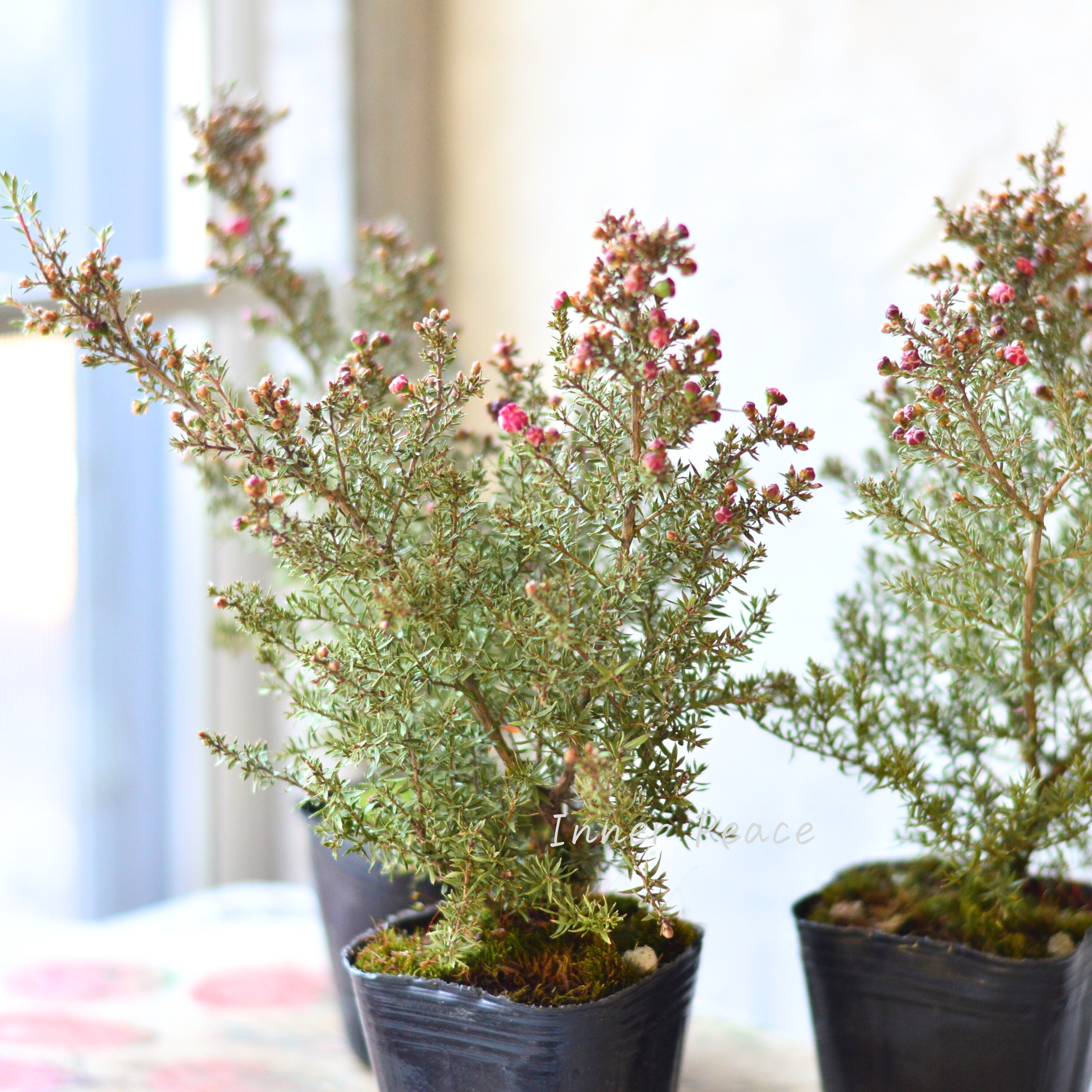 【美しい】 ギョリュウバイ 『濃いピンク』 3寸POT