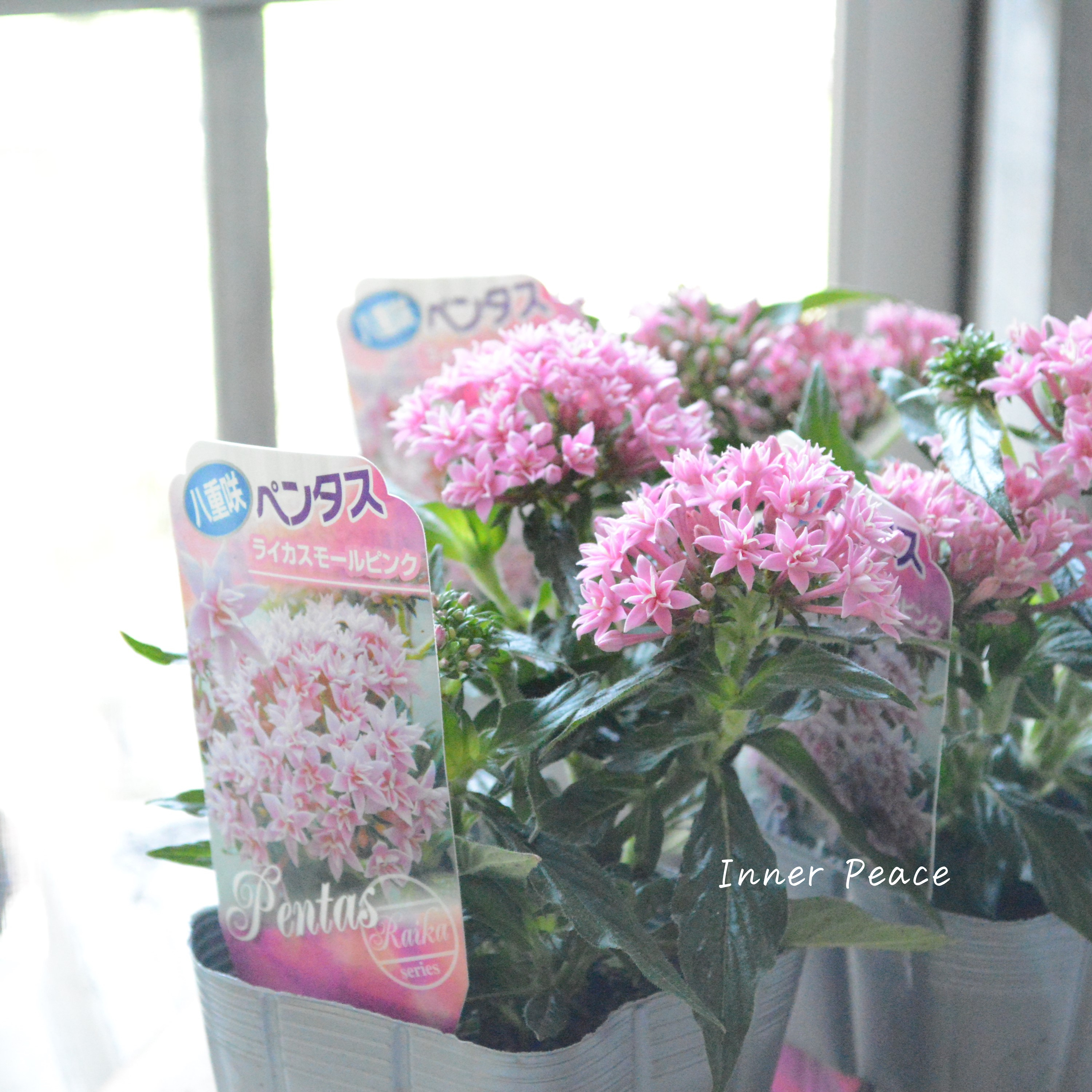 【暑さに強い】 八重咲きペンタス 『ライカ・スモールピンク』 3.5寸POT