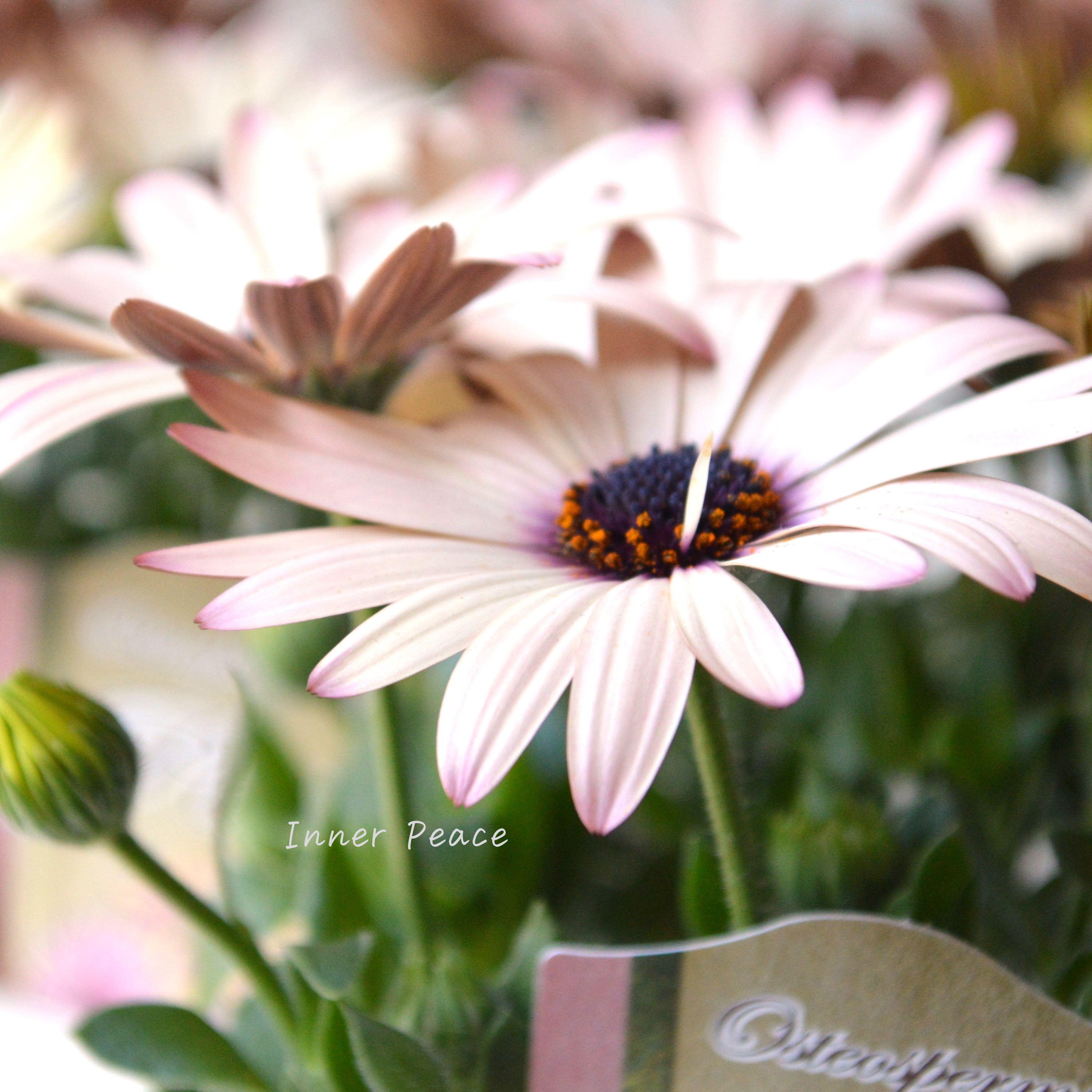 【松原園芸さん】 オステオスペルマム 『パティエ・ベリーズパフェ』 3寸ロングPOT