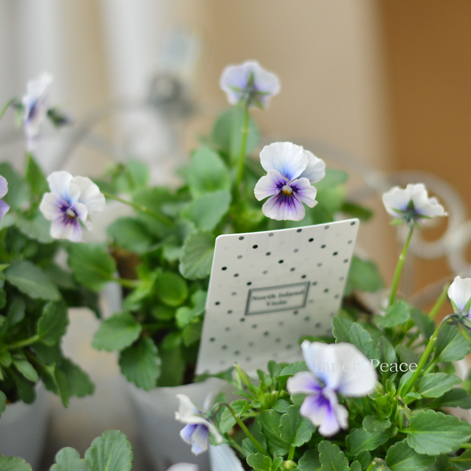 【北島園芸さん】 ビオラ 『試作品・②』 3.5寸POT