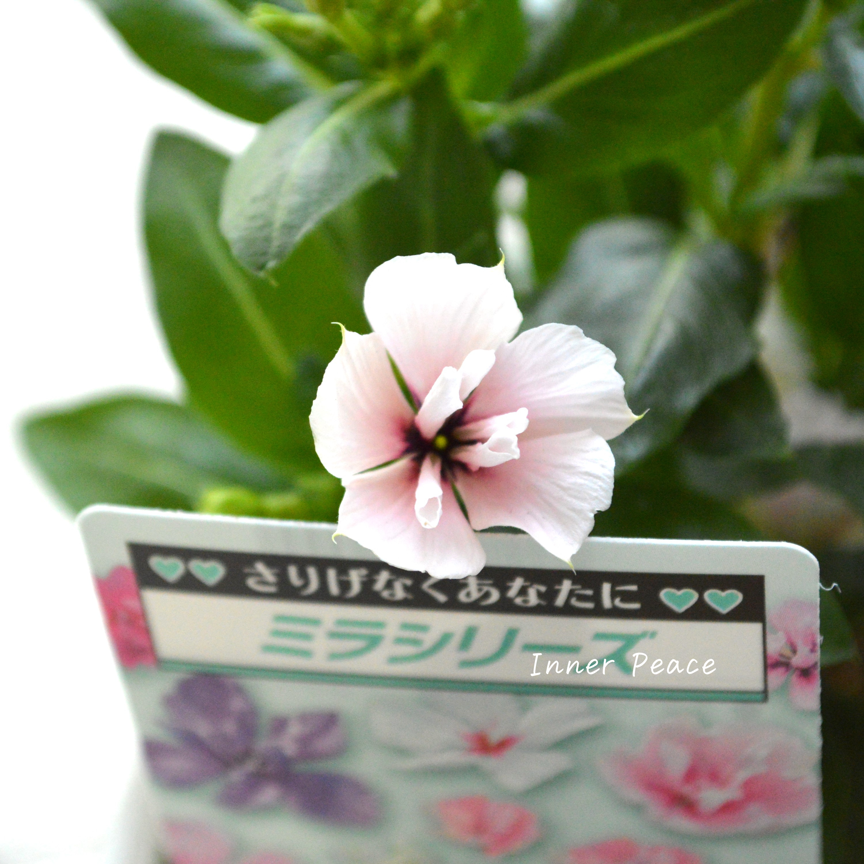 【北島園芸さん】 ニチニチソウ(八重咲き) 『ミラシリーズ・モネ』 3.5寸POT