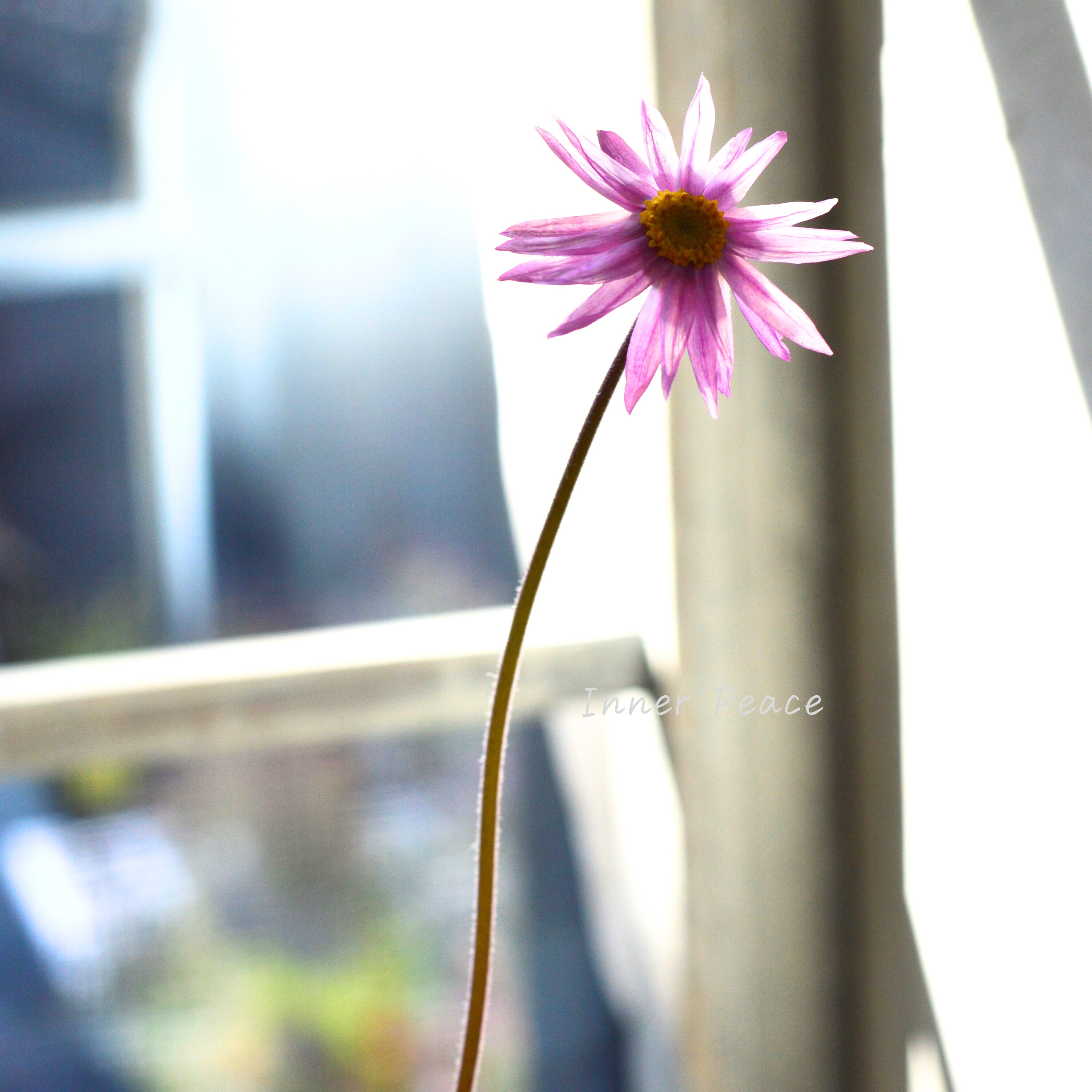 【開花期間が長い】 ローレンセラ 3寸POT