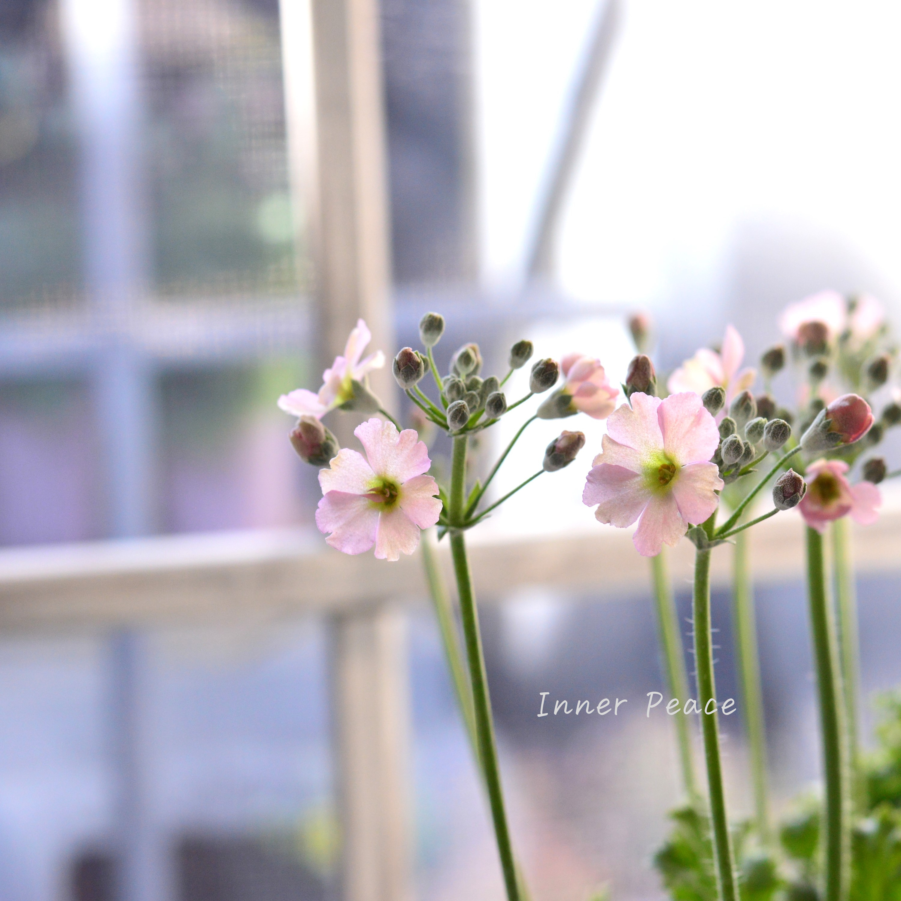 【k-plantsさん】 プリムラ マラコイデス 『アンティークピンク』 2.5寸ロングポット