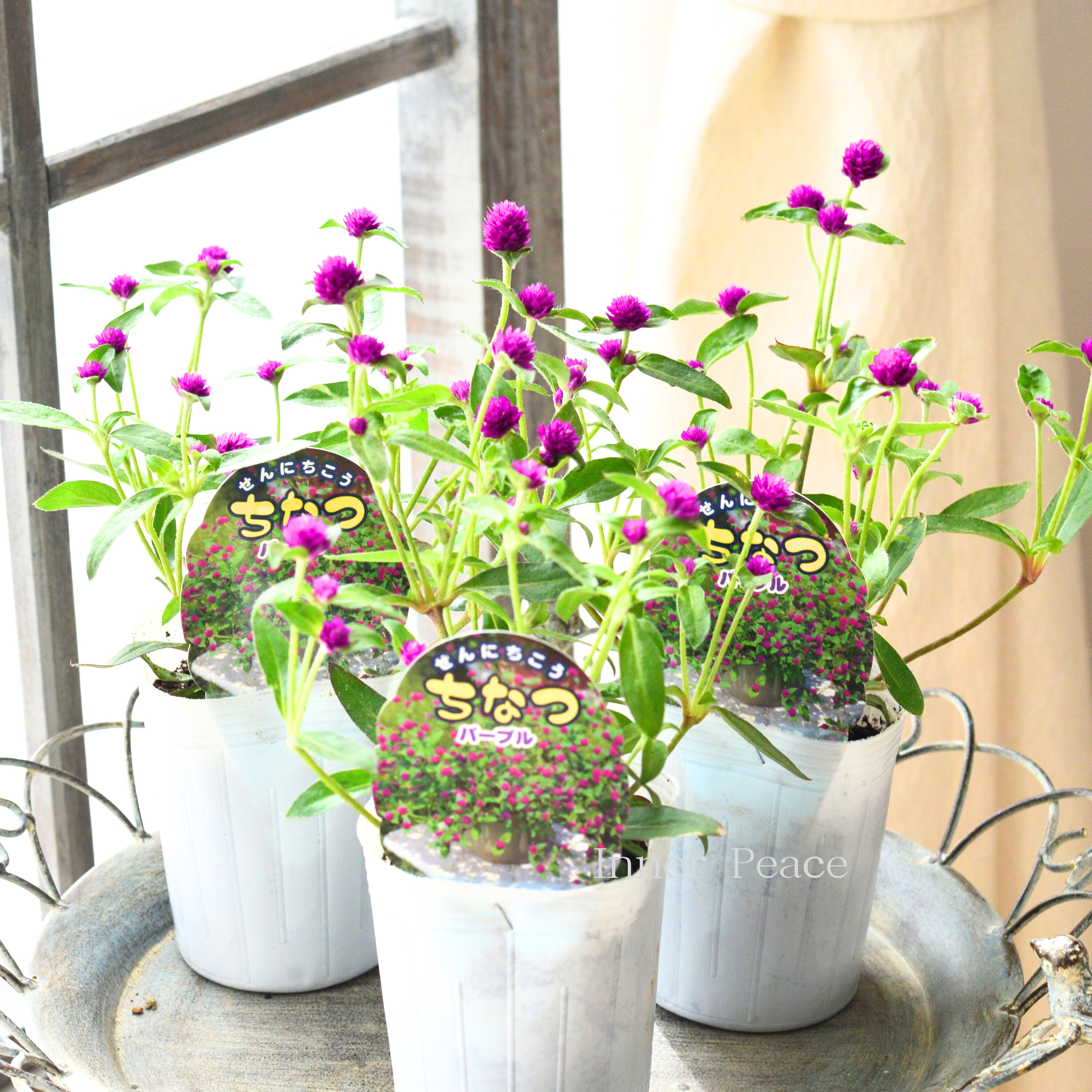 【寄せ植えに】 千日紅 『ちなつ・パープル』 3寸ロングPOT