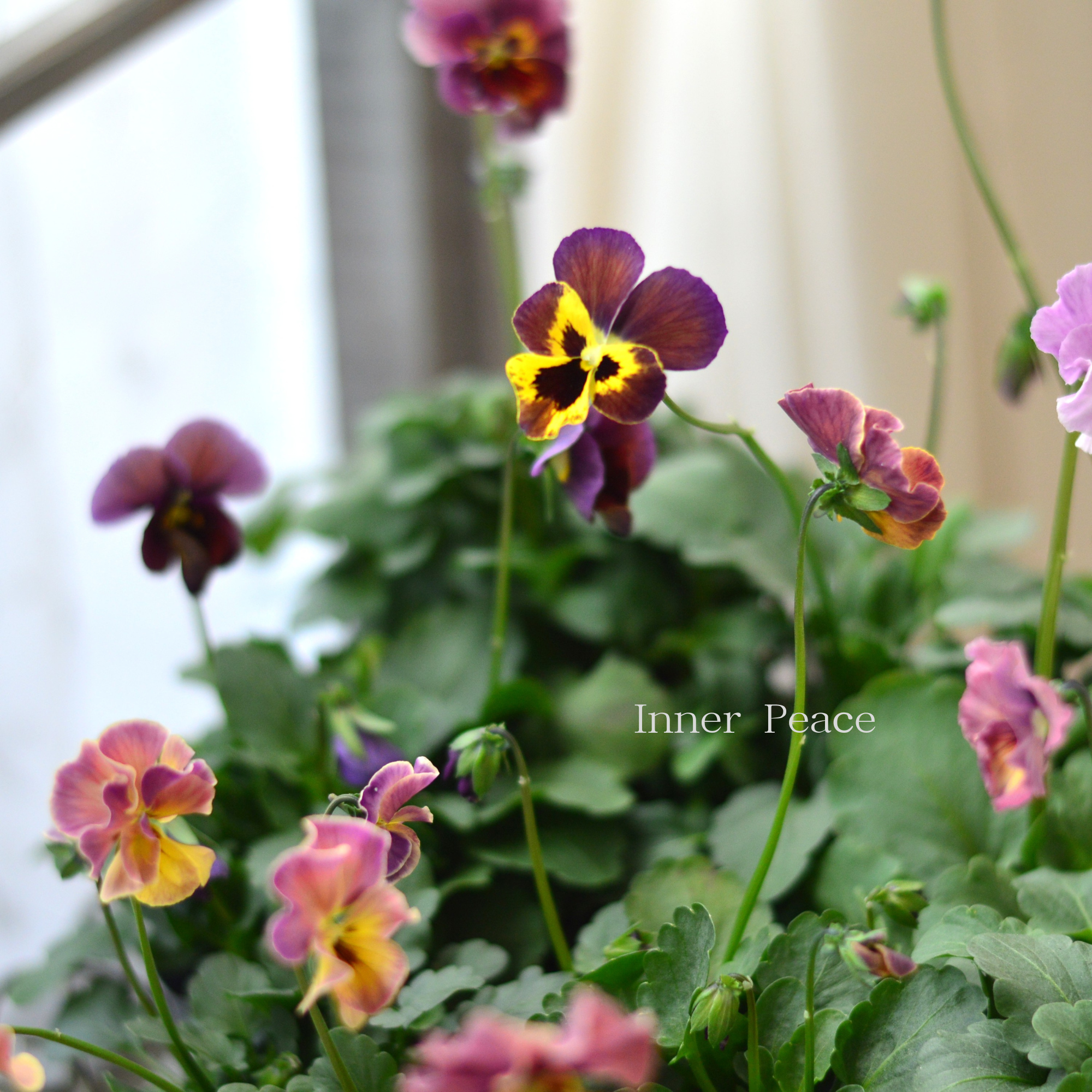 【吉村龍典さん育種ビオラ】 君待ちシリーズ 3.5寸POT